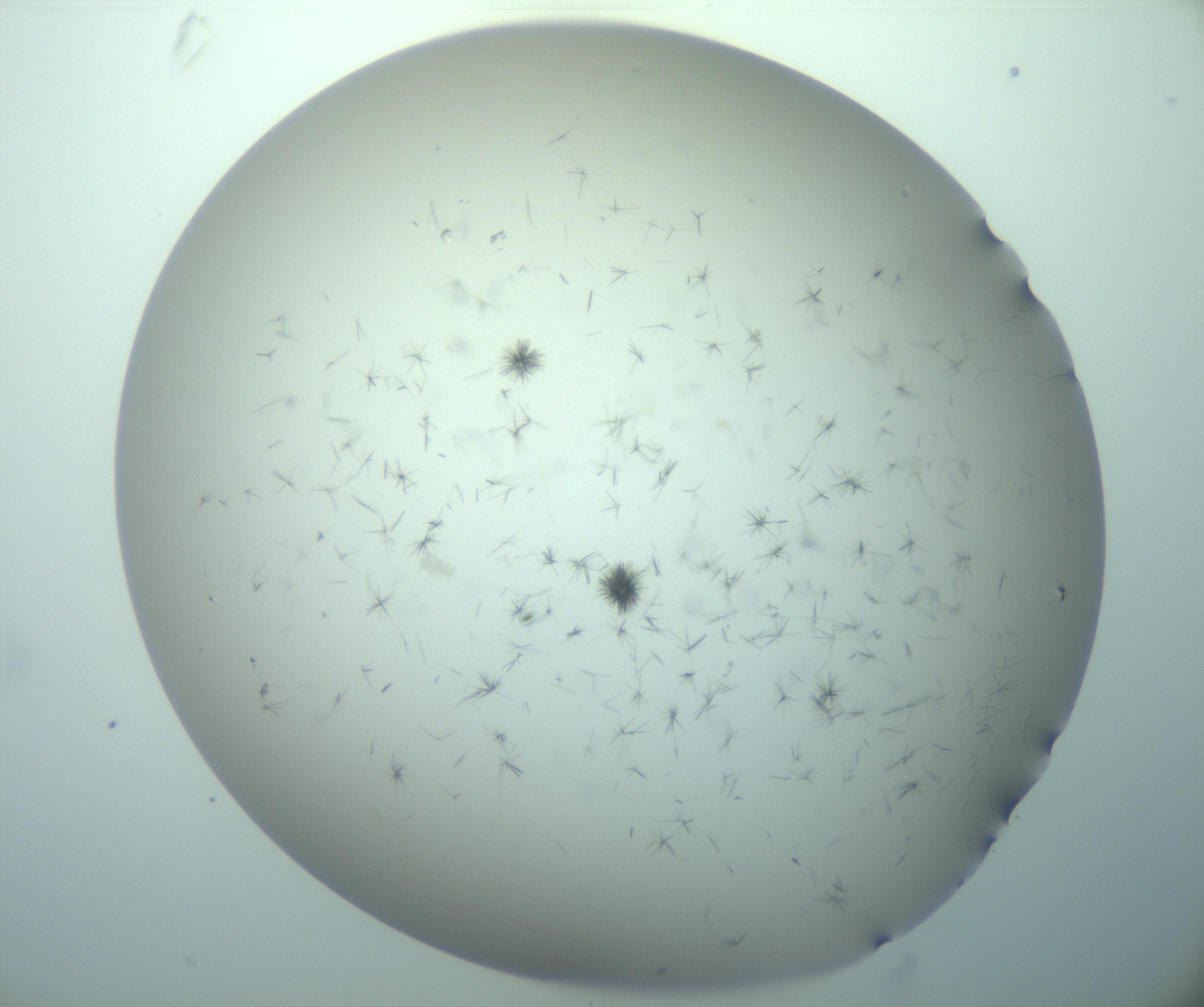 RI01_03_000_0212_Proj1_Clon1_MC_0000MC103248_004_170212_10_02_02_00_99_002_001_RAI.jpg