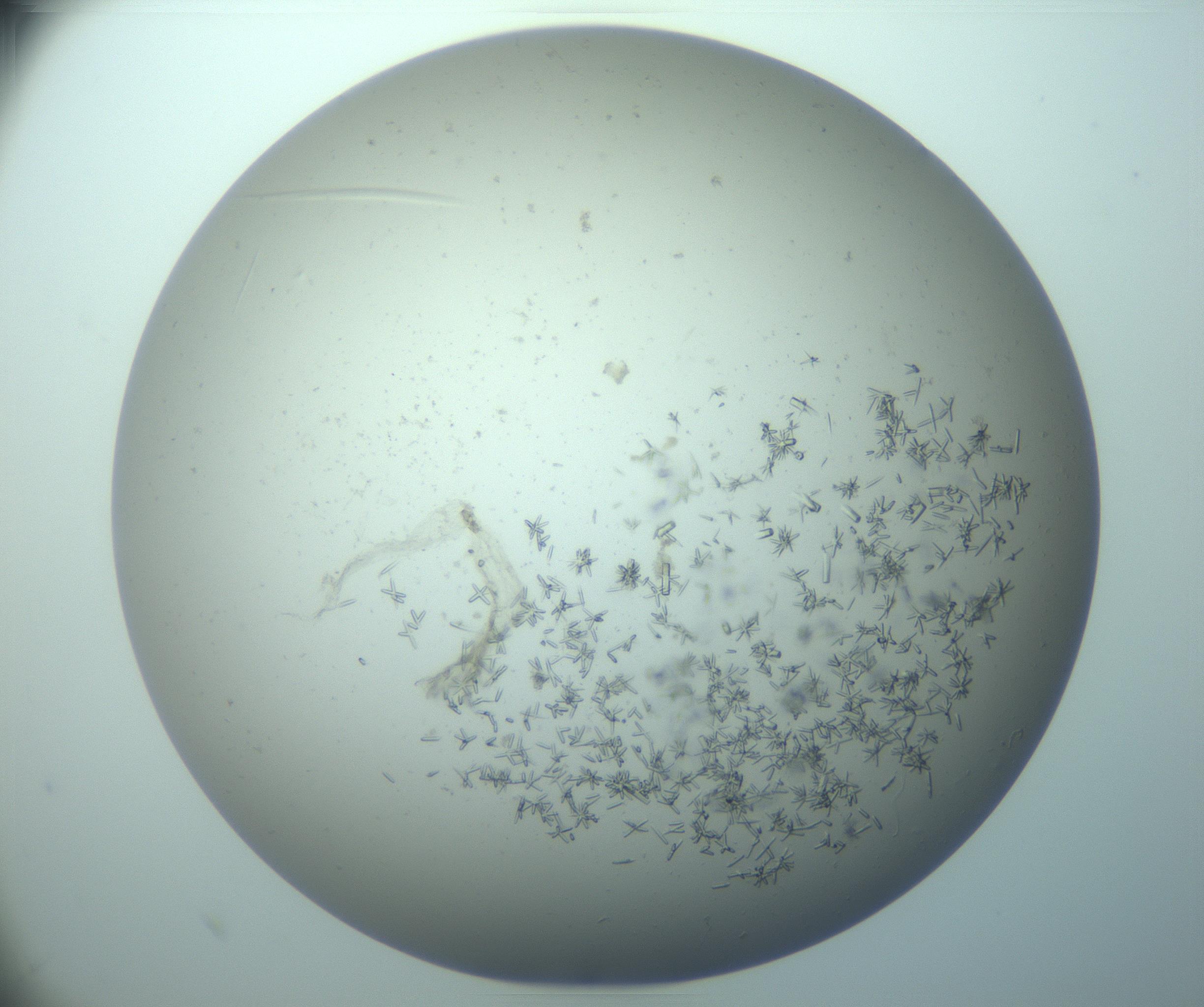 RI01_03_000_0212_Proj1_Clon1_MC_0000MC103248_005_170214_10_07_02_00_99_002_001_RAI.jpg