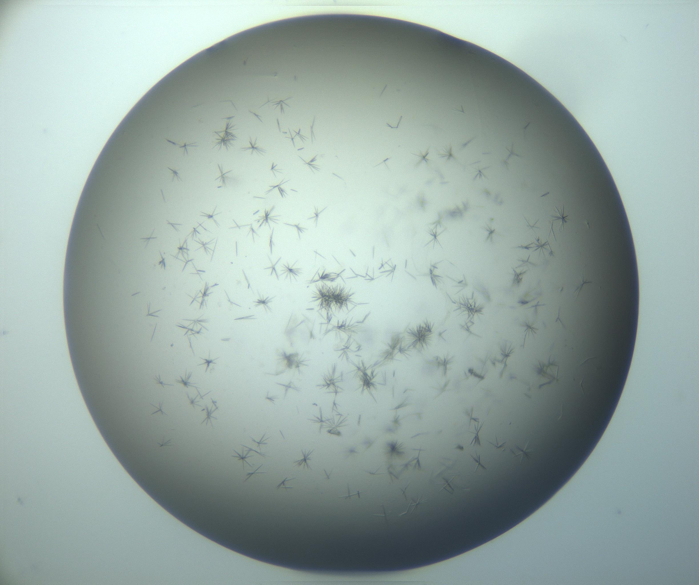 RI01_03_000_0212_Proj1_Clon1_MC_0000MC103248_005_170214_11_07_02_00_99_002_001_RAI.jpg