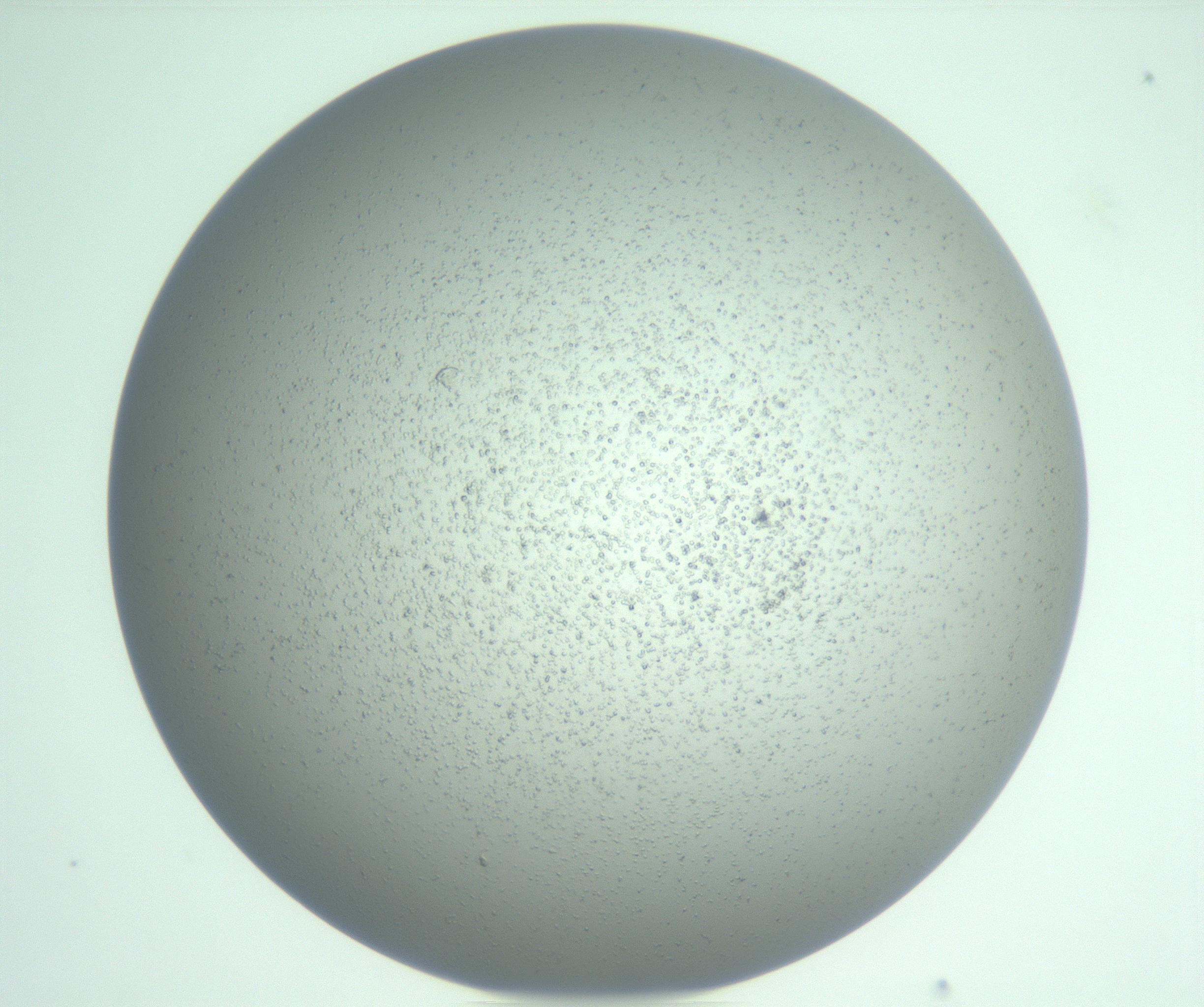 RI01_03_000_0212_Proj1_Clon1_MC_0000MC103252_007_170216_04_06_01_00_99_002_001_RAI.jpg