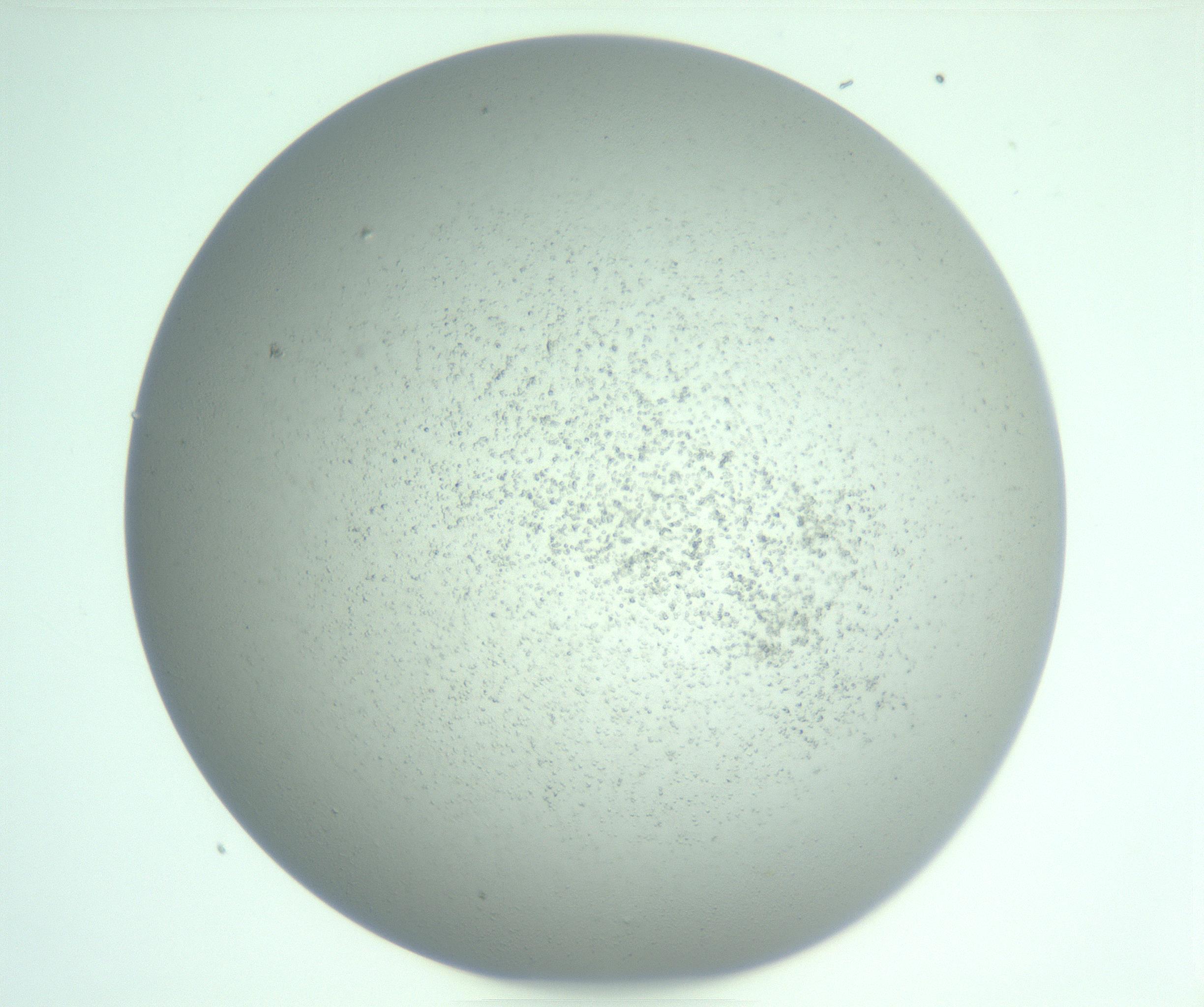 RI01_03_000_0212_Proj1_Clon1_MC_0000MC103252_007_170216_08_04_01_00_99_002_001_RAI.jpg