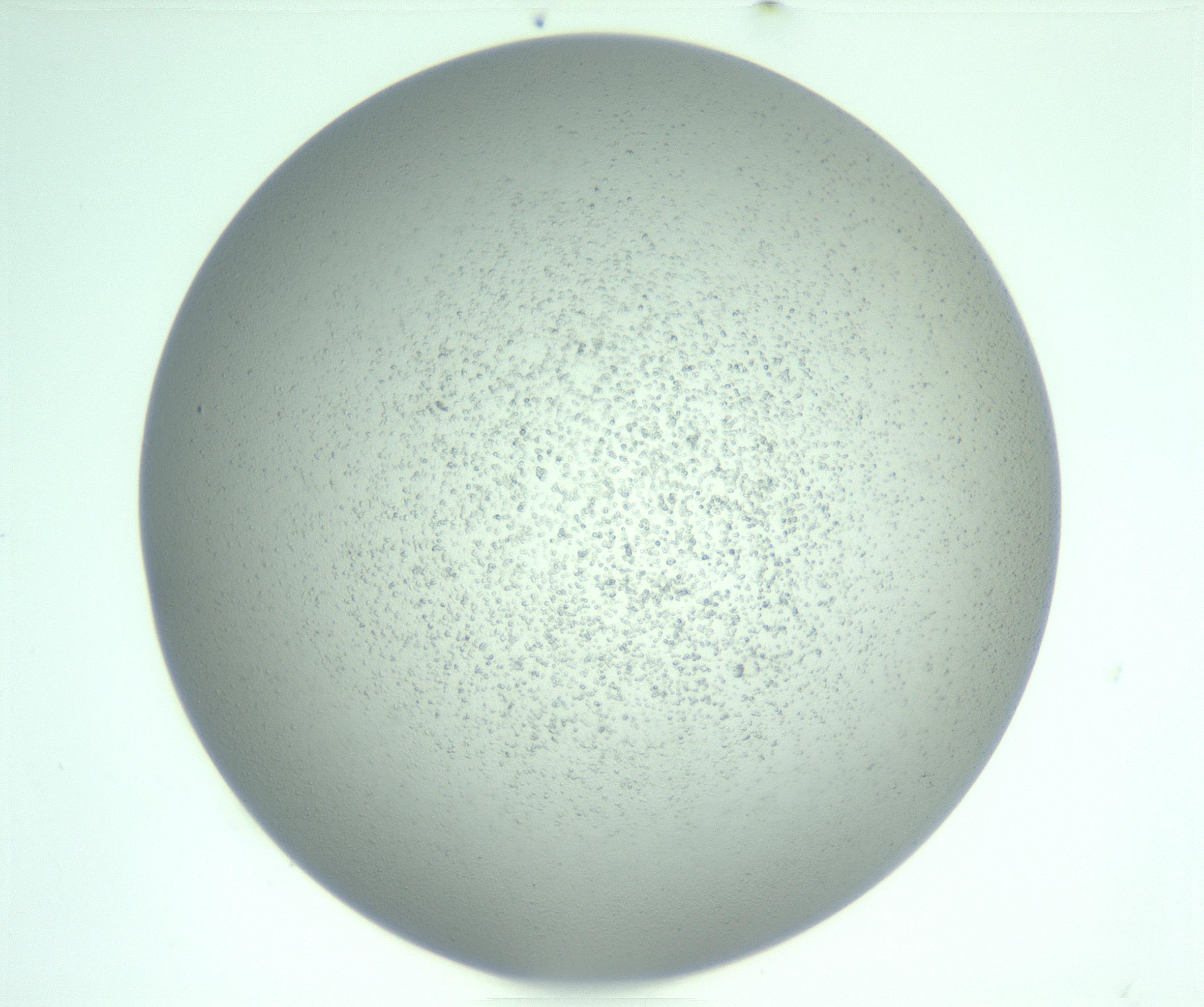 RI01_03_000_0212_Proj1_Clon1_MC_0000MC103252_007_170216_09_04_01_00_99_002_001_RAI.jpg