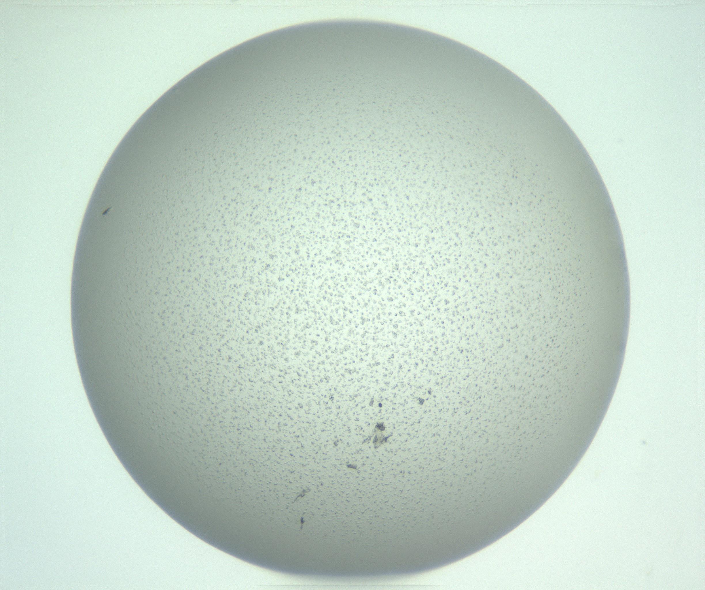 RI01_03_000_0212_Proj1_Clon1_MC_0000MC103252_007_170216_12_08_01_00_99_002_001_RAI.jpg