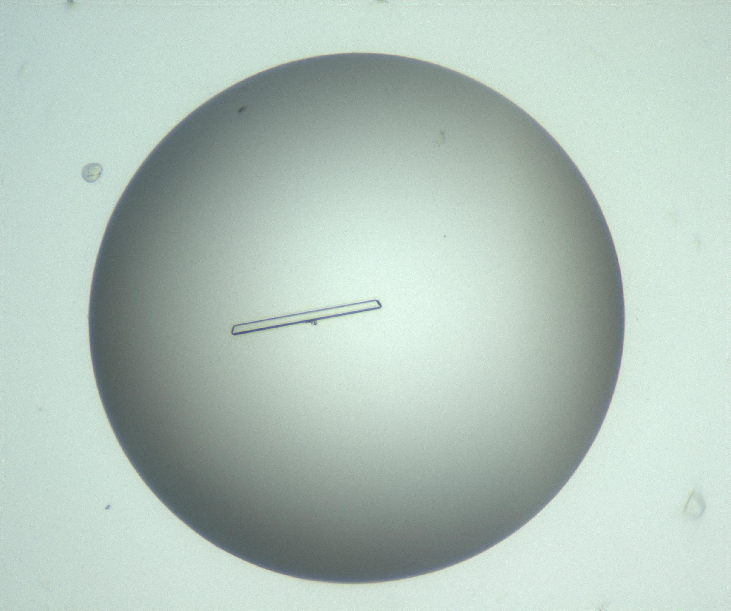 RI01_03_000_0212_Proj1_Clon1_MC_0000MC103255_006_170212_09_07_01_00_99_002_001_RAI.jpg
