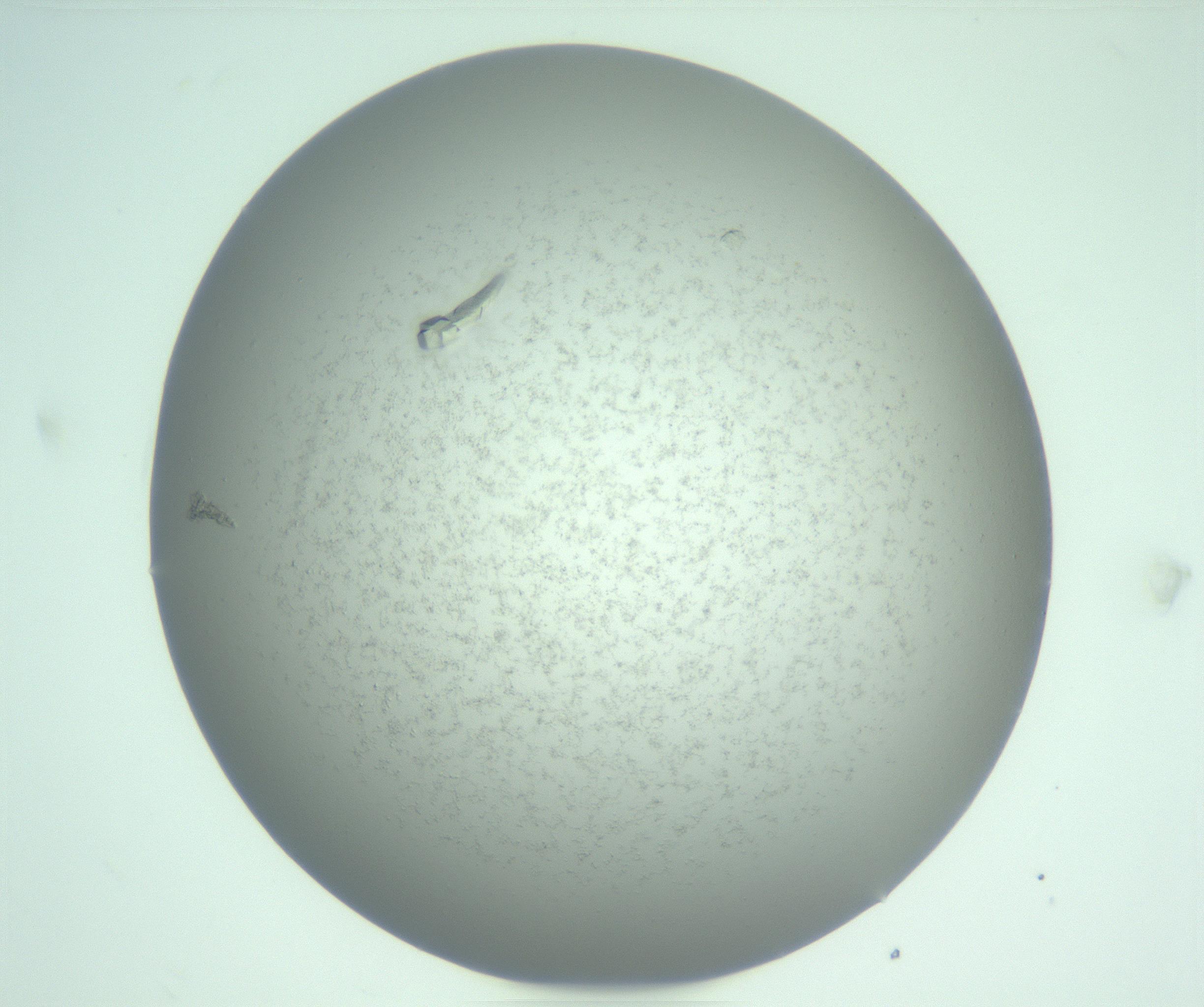 RI01_03_000_0212_Proj1_Clon1_MC_0000MC103256_006_170212_10_07_01_00_99_002_001_RAI.jpg