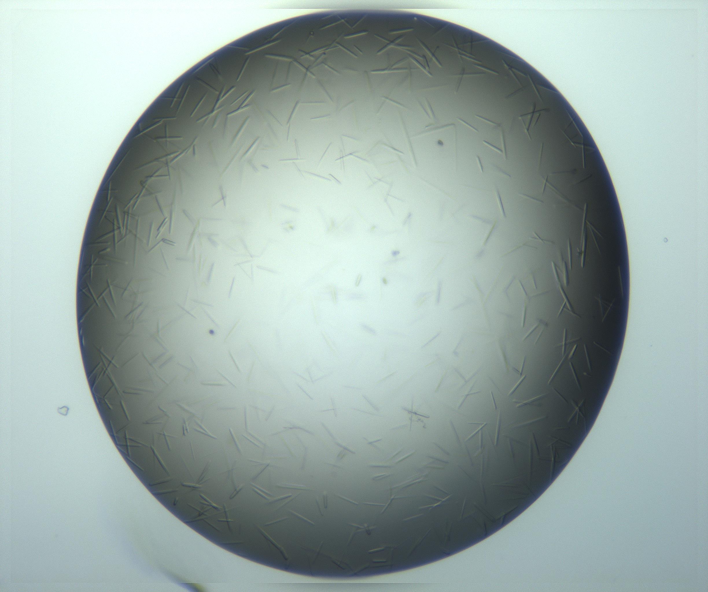 RI01_03_000_0212_Proj1_Clon1_MC_0000MC103260_002_170209_01_06_01_00_99_002_001_RAI.jpg