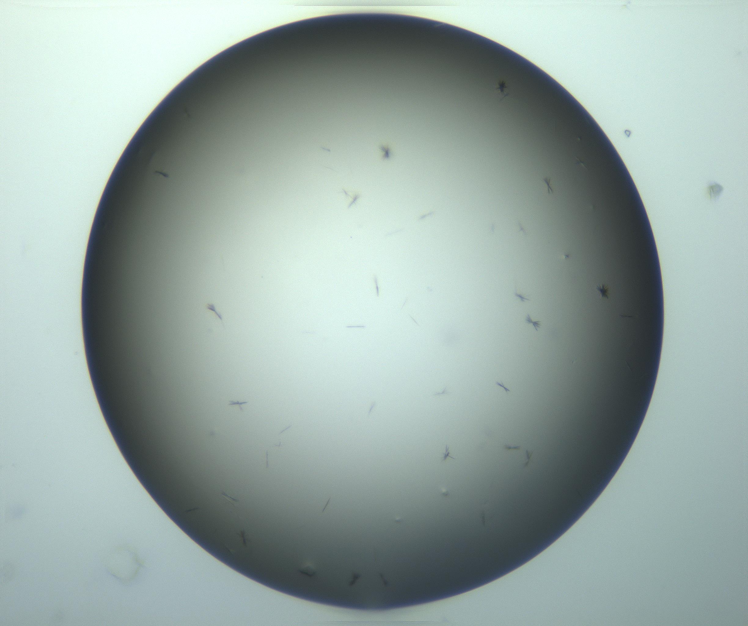 RI01_03_000_0212_Proj1_Clon1_MC_0000MC103261_002_170209_02_03_01_00_99_002_001_RAI.jpg