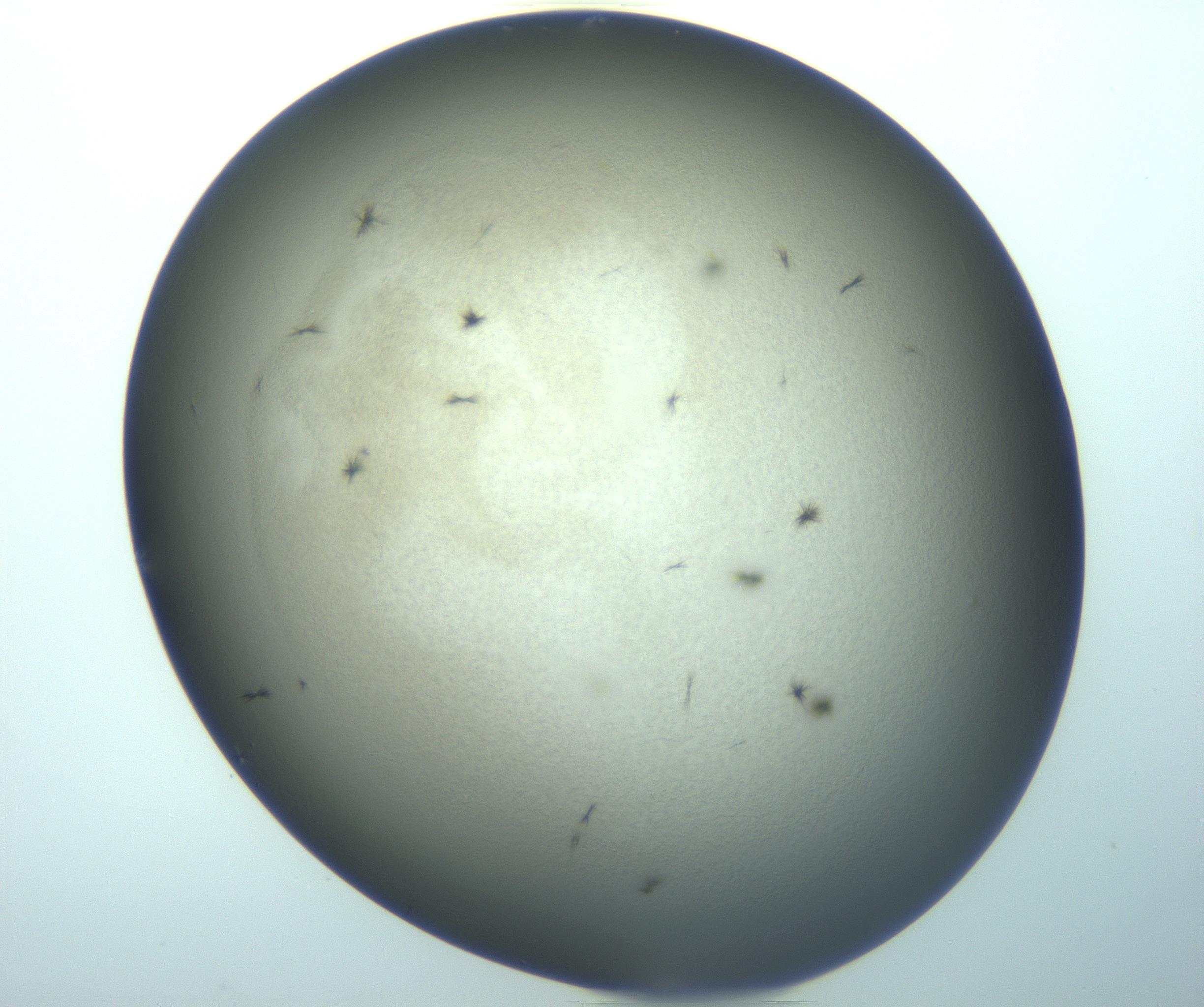 RI01_03_000_0212_Proj1_Clon1_MC_0000MC103261_002_170209_06_03_01_00_99_002_001_RAI.jpg