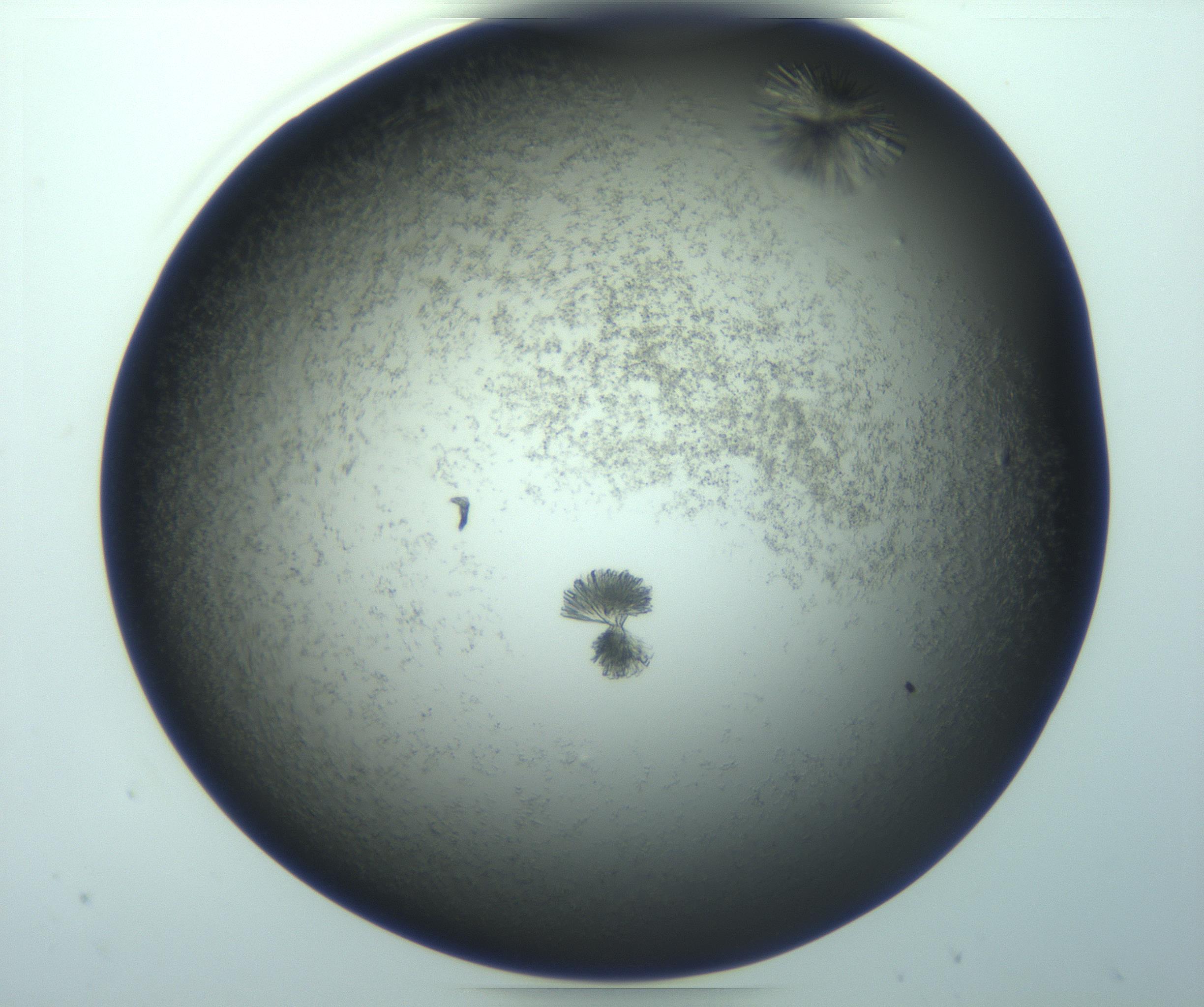 RI01_03_000_0212_Proj1_Clon1_MC_0000MC103261_004_170213_01_07_01_00_99_002_001_RAI.jpg