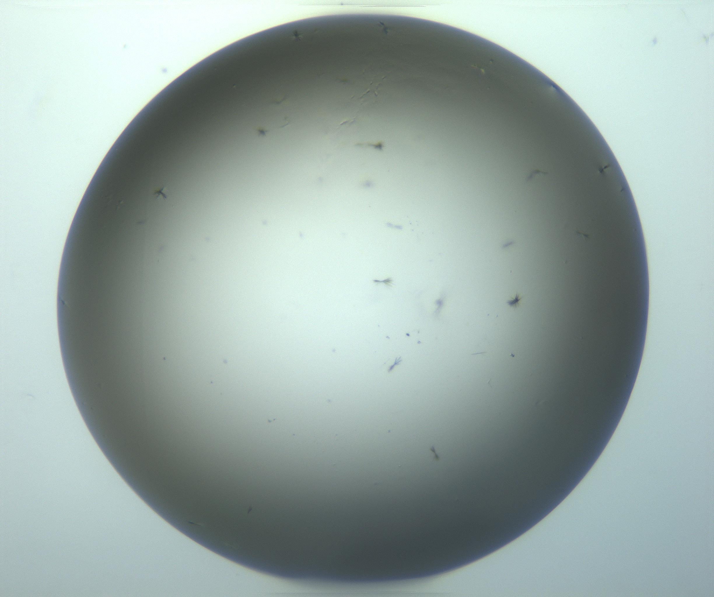 RI01_03_000_0212_Proj1_Clon1_MC_0000MC103261_004_170213_05_07_01_00_99_002_001_RAI.jpg