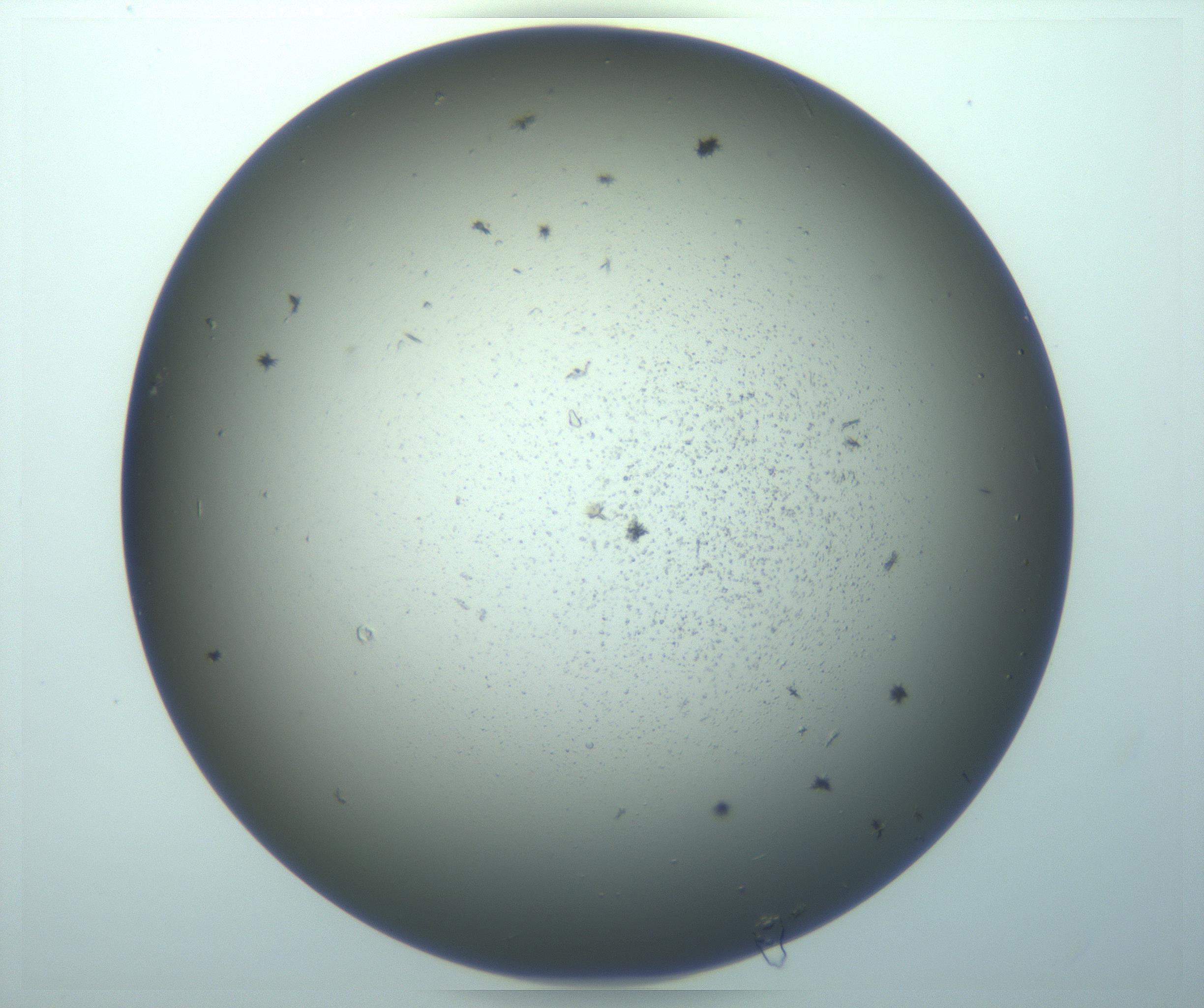 RI01_03_000_0212_Proj1_Clon1_MC_0000MC103261_004_170213_06_07_01_00_99_002_001_RAI.jpg
