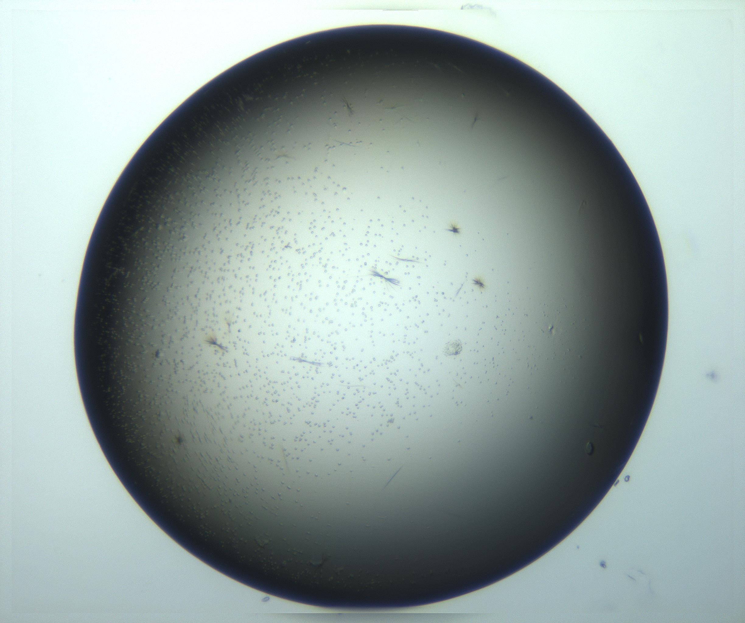 RI01_03_000_0212_Proj1_Clon1_MC_0000MC103261_004_170213_08_07_01_00_99_002_001_RAI.jpg