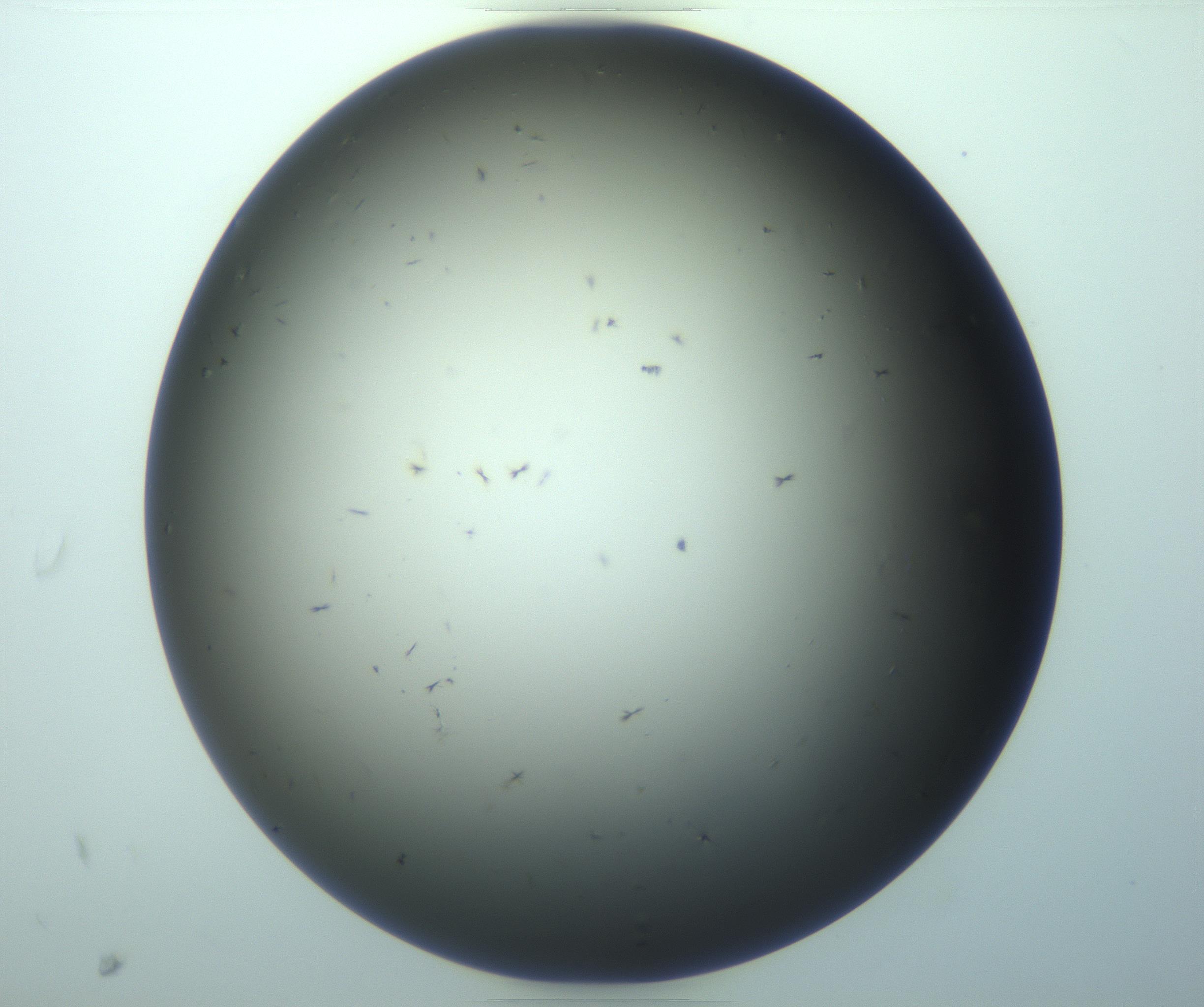 RI01_03_000_0212_Proj1_Clon1_MC_0000MC103261_004_170213_10_08_01_00_99_002_001_RAI.jpg