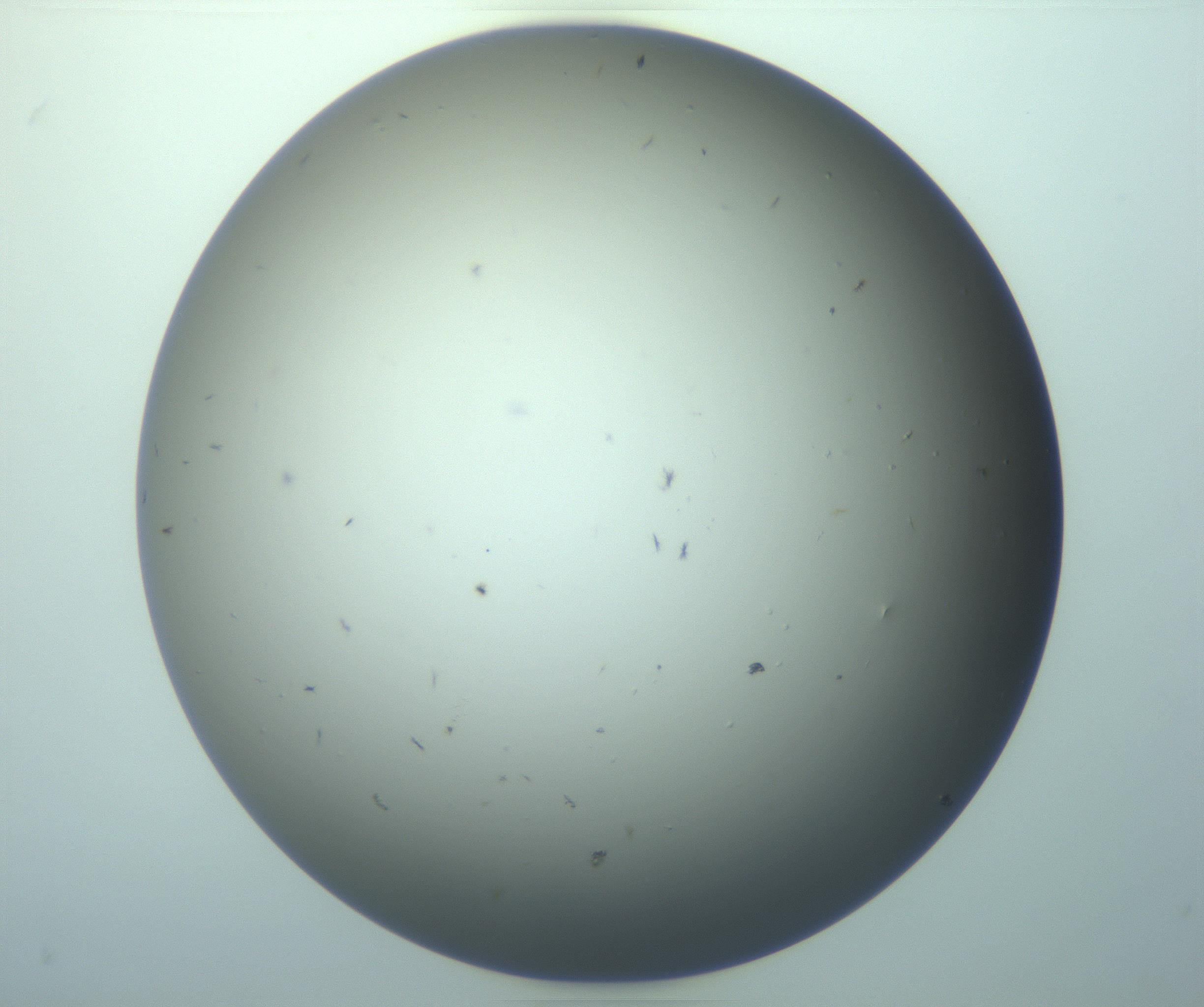 RI01_03_000_0212_Proj1_Clon1_MC_0000MC103261_004_170213_12_08_01_00_99_002_001_RAI.jpg