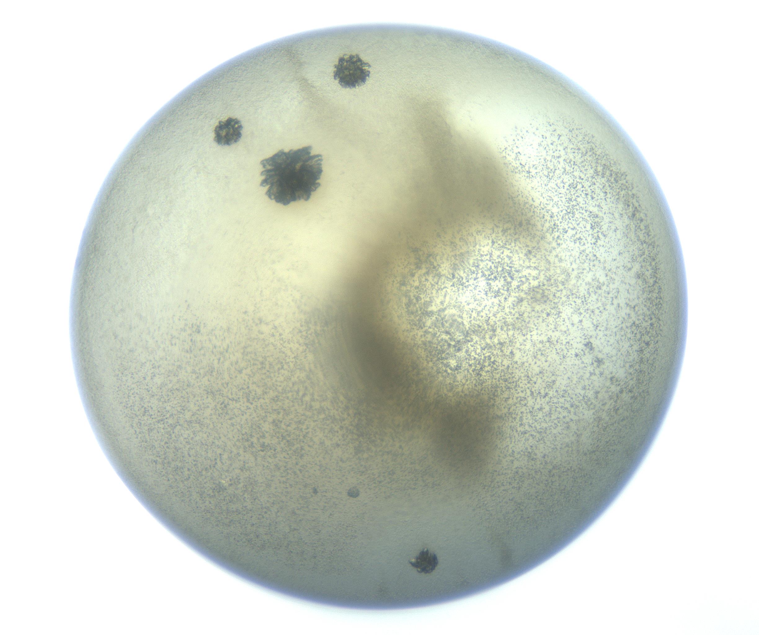 RI01_03_000_0212_Proj1_Clon1_MC_0000MC103262_002_170210_01_08_01_00_99_002_001_RAI.jpg