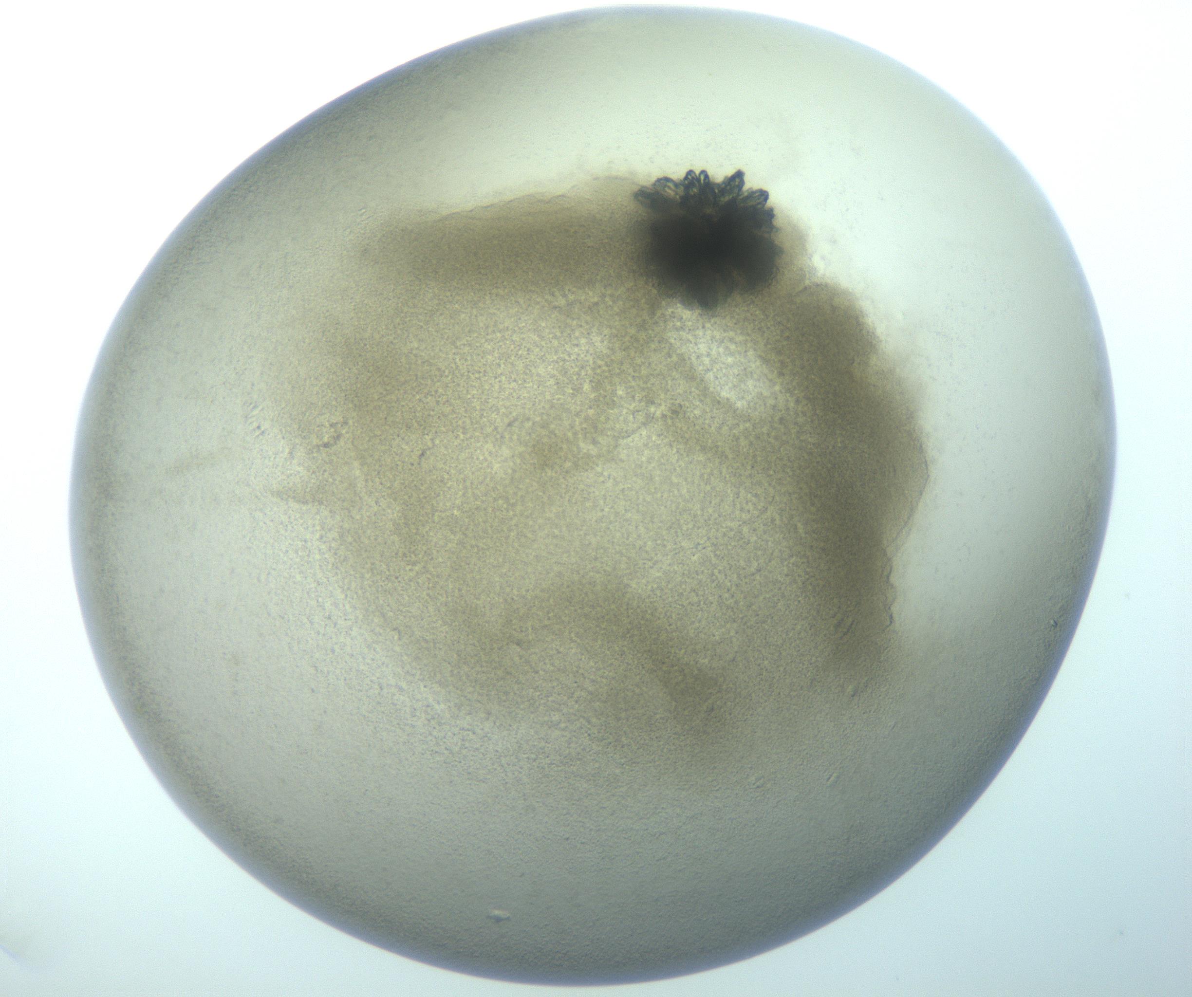RI01_03_000_0212_Proj1_Clon1_MC_0000MC103262_002_170210_01_08_02_00_99_002_001_RAI.jpg