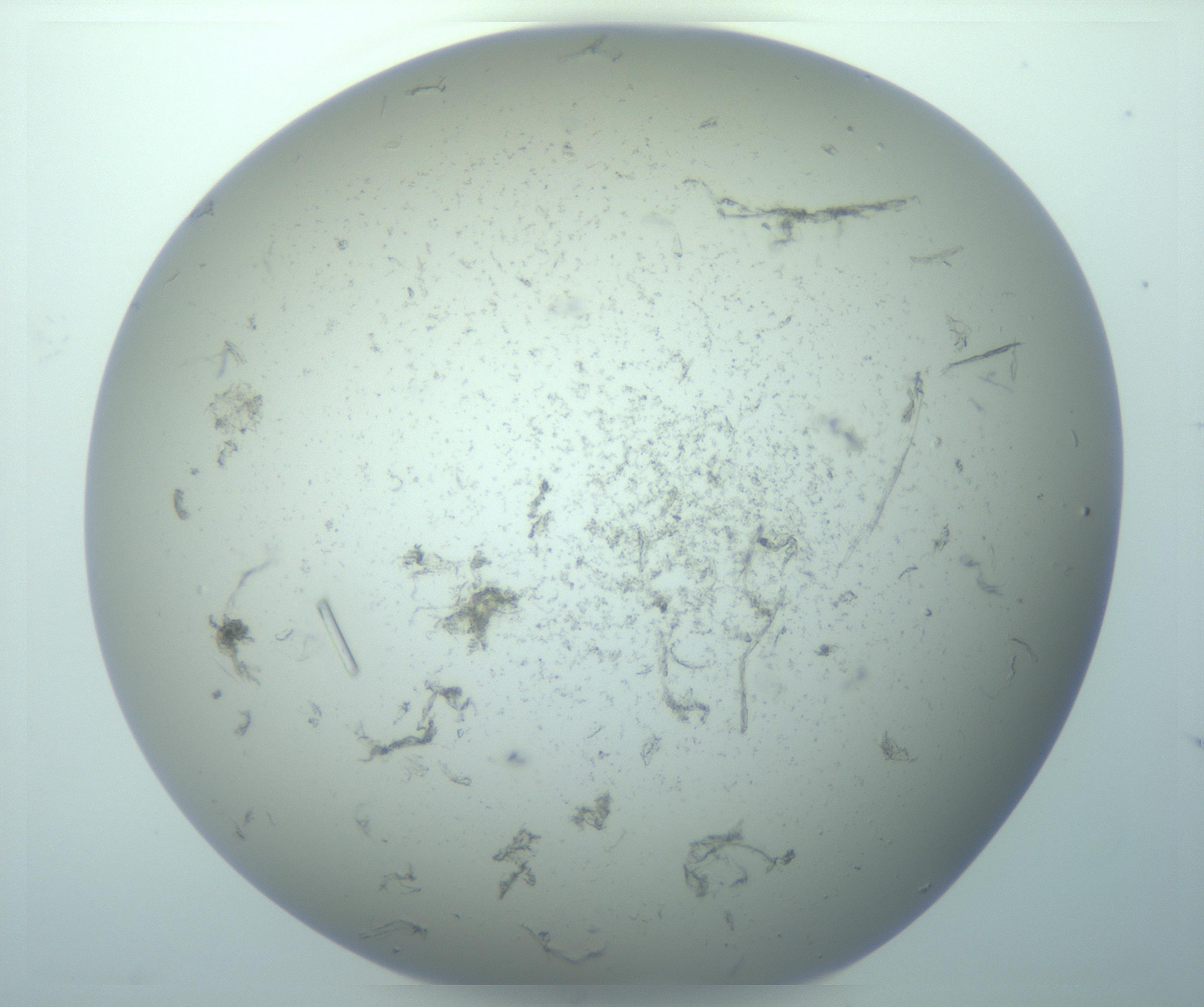 RI01_03_000_0212_Proj1_Clon1_MC_0000MC103262_003_170212_04_04_02_00_99_002_001_RAI.jpg