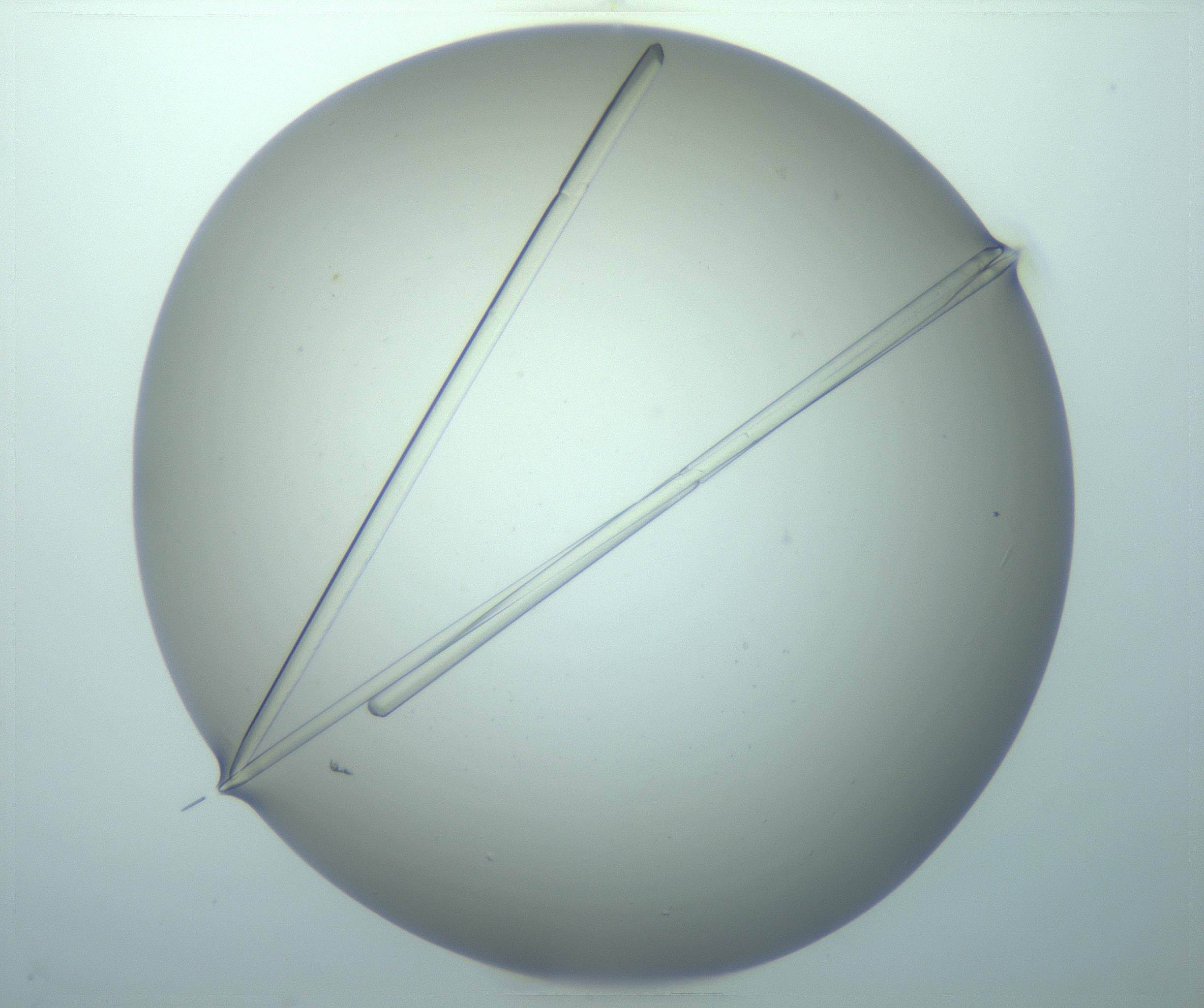 RI01_03_000_0212_Proj1_Clon1_MC_0000MC103262_003_170212_12_01_01_00_99_002_001_RAI.jpg