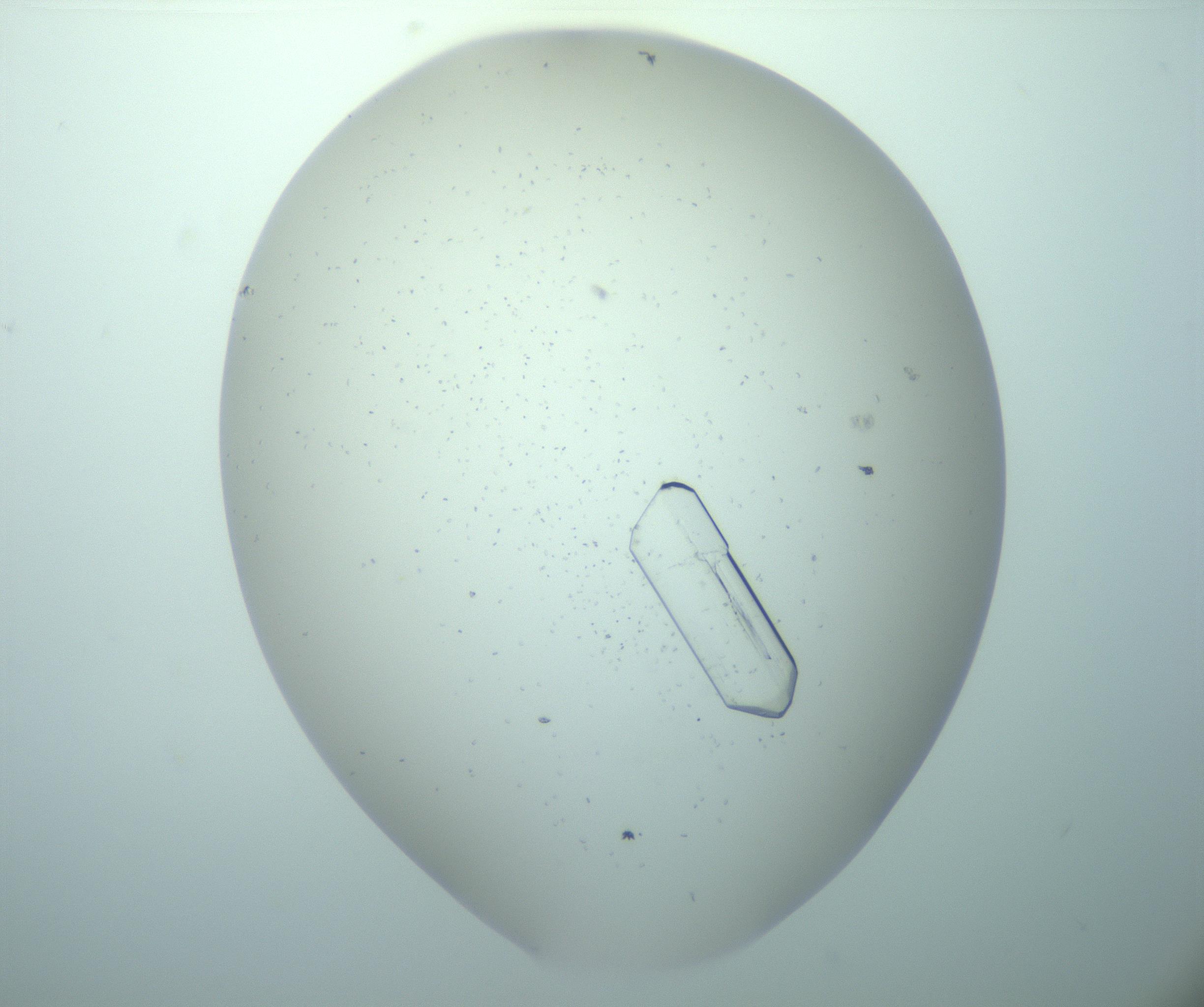 RI01_03_000_0212_Proj1_Clon1_MC_0000MC103262_003_170212_12_01_02_00_99_002_001_RAI.jpg