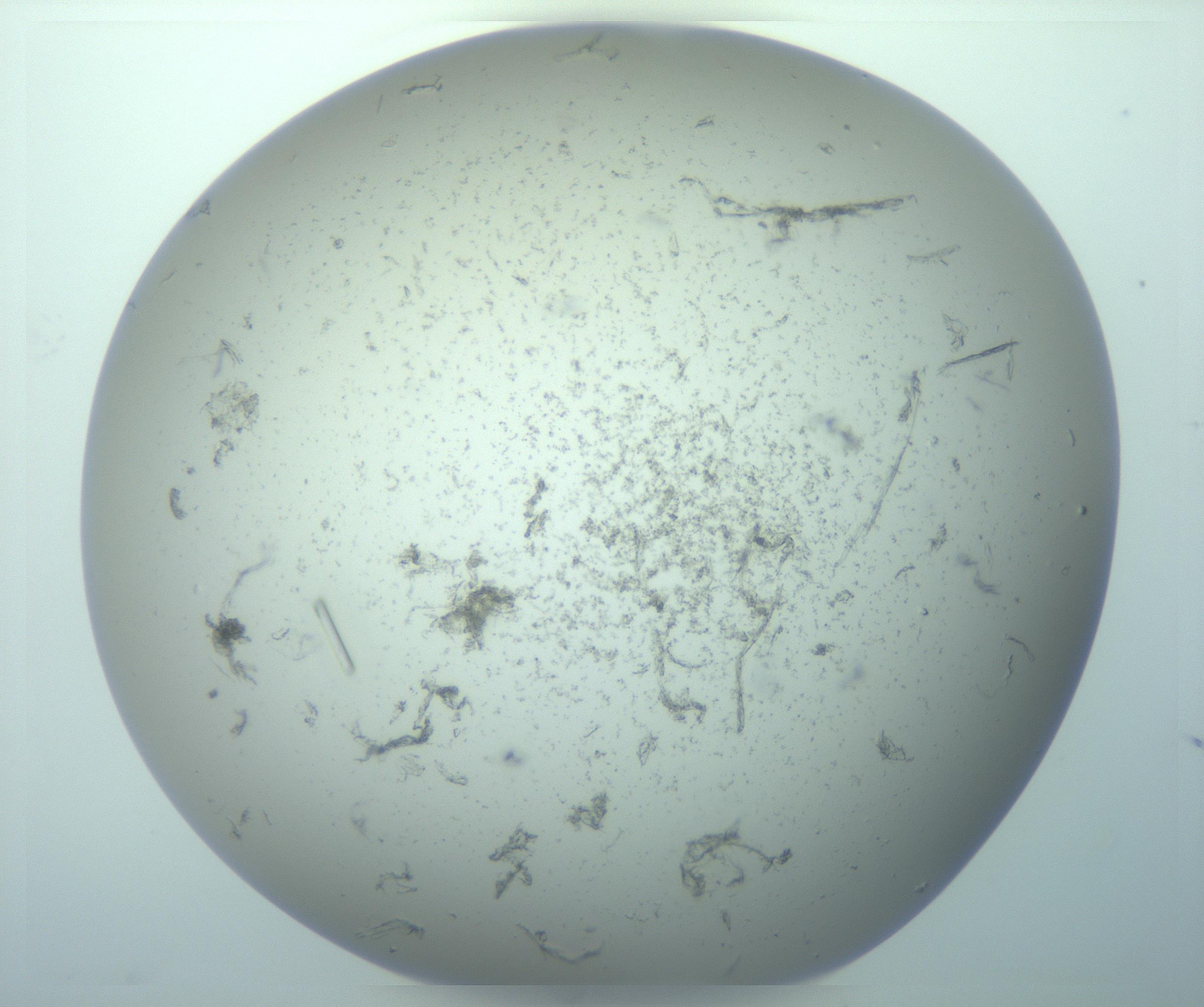 RI01_03_000_0212_Proj1_Clon1_MC_0000MC103262_005_170216_04_04_02_00_99_002_001_RAI.jpg