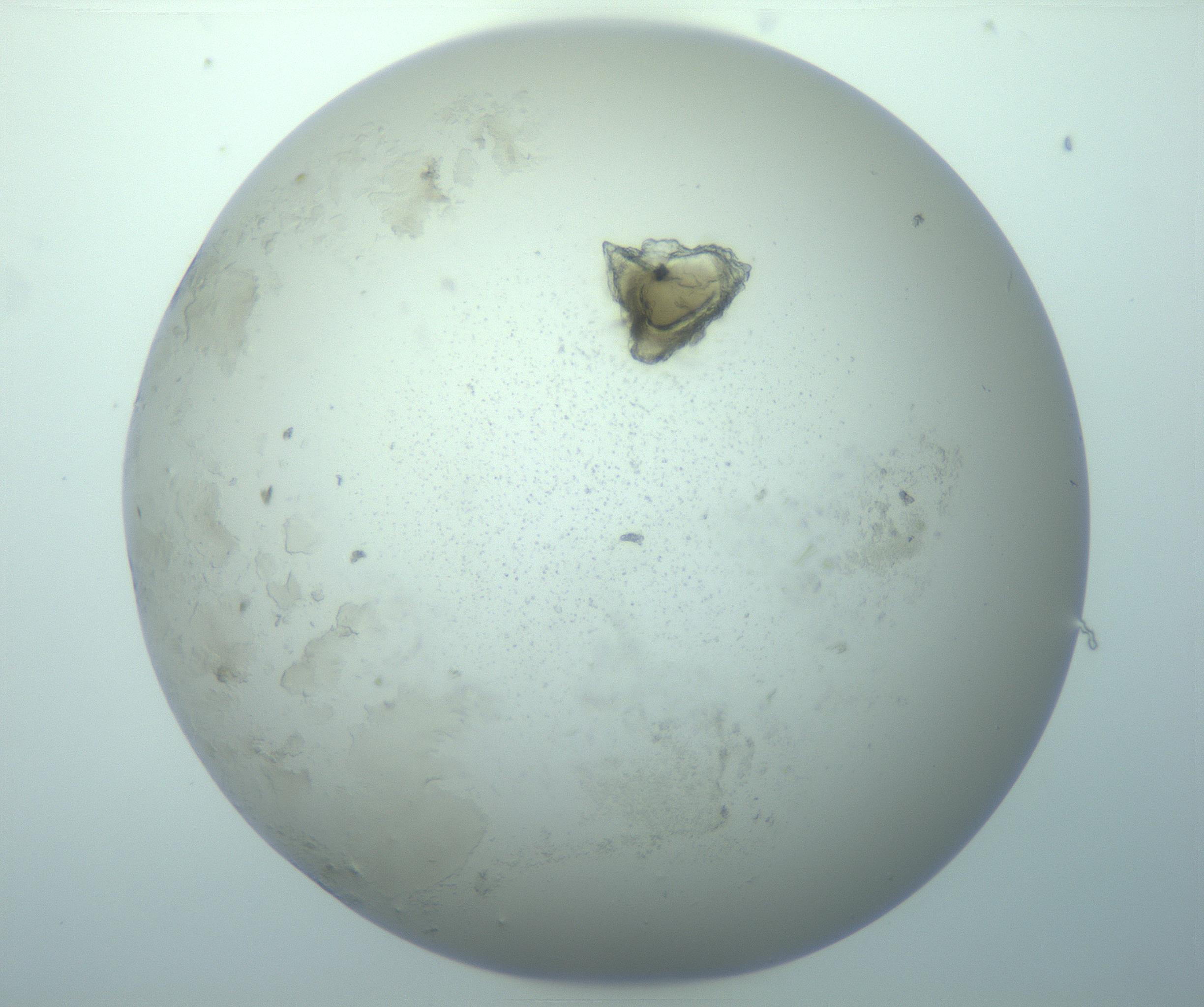 RI01_03_000_0212_Proj1_Clon1_MC_0000MC103262_005_170216_07_03_01_00_99_002_001_RAI.jpg