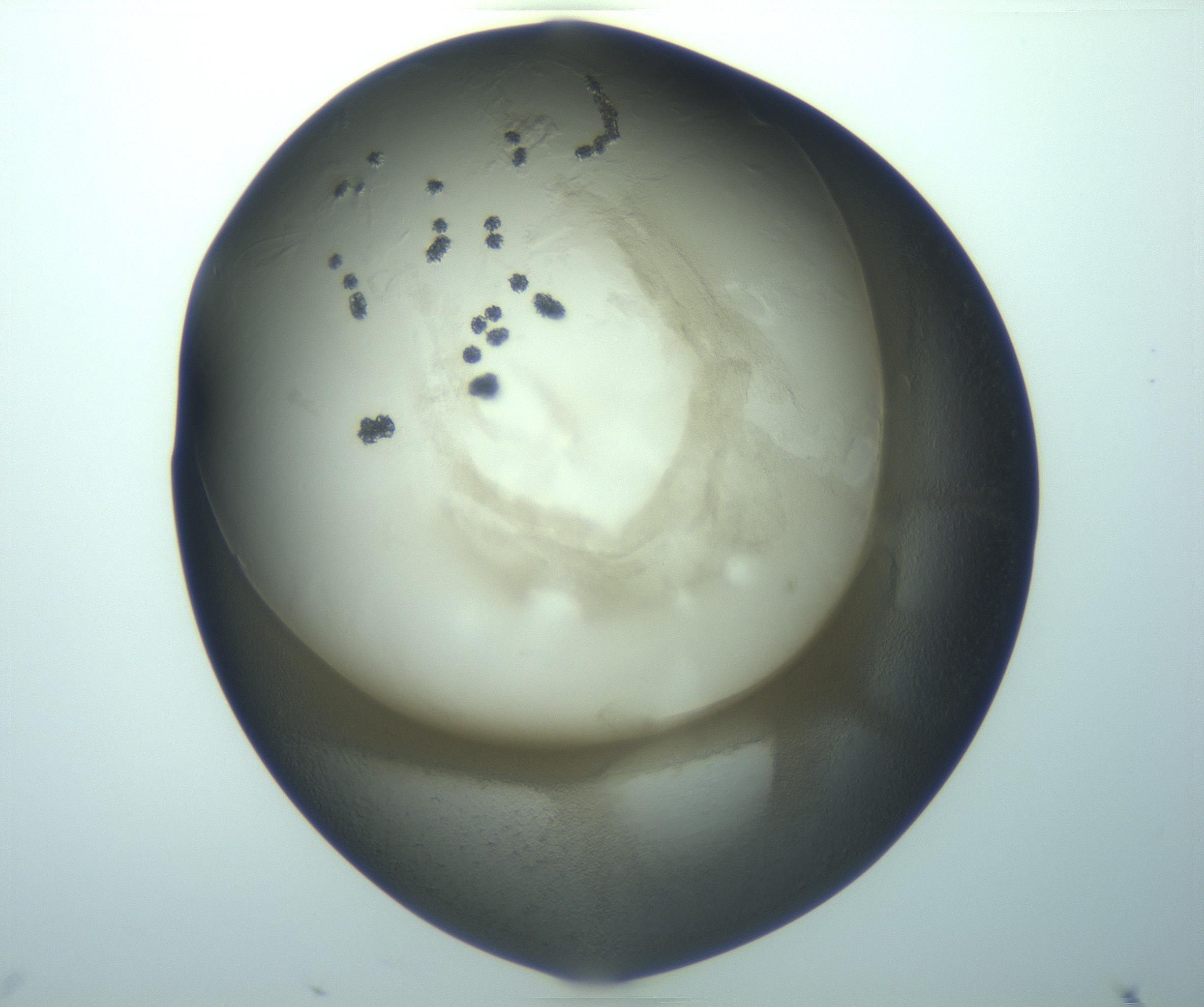 RI01_03_000_0212_Proj1_Clon1_MC_0000MC103264_003_170212_11_02_02_00_99_002_001_RAI.jpg