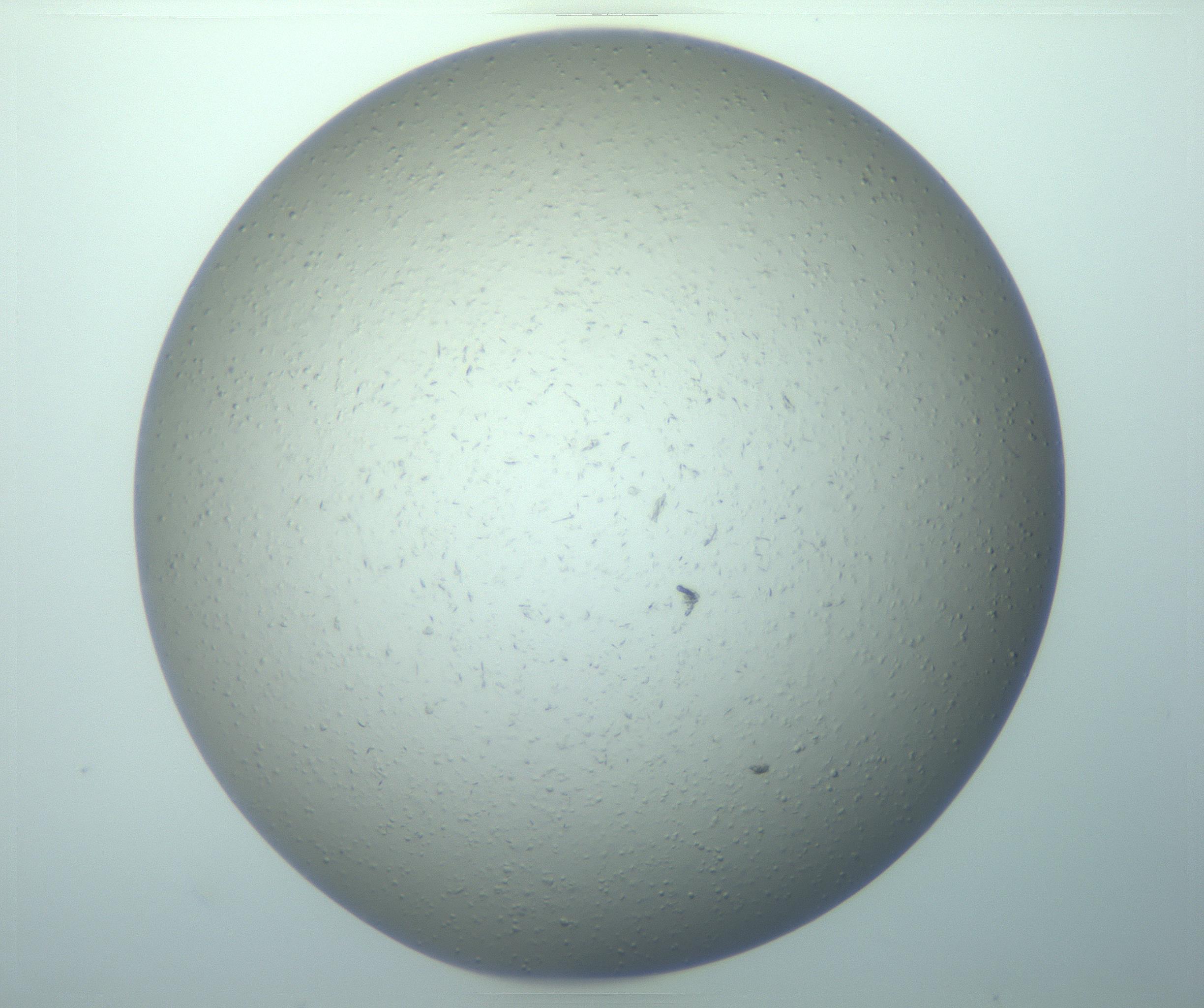 RI01_03_000_0212_Proj1_Clon1_MC_0000MC103266_003_170212_10_04_01_00_99_002_001_RAI.jpg