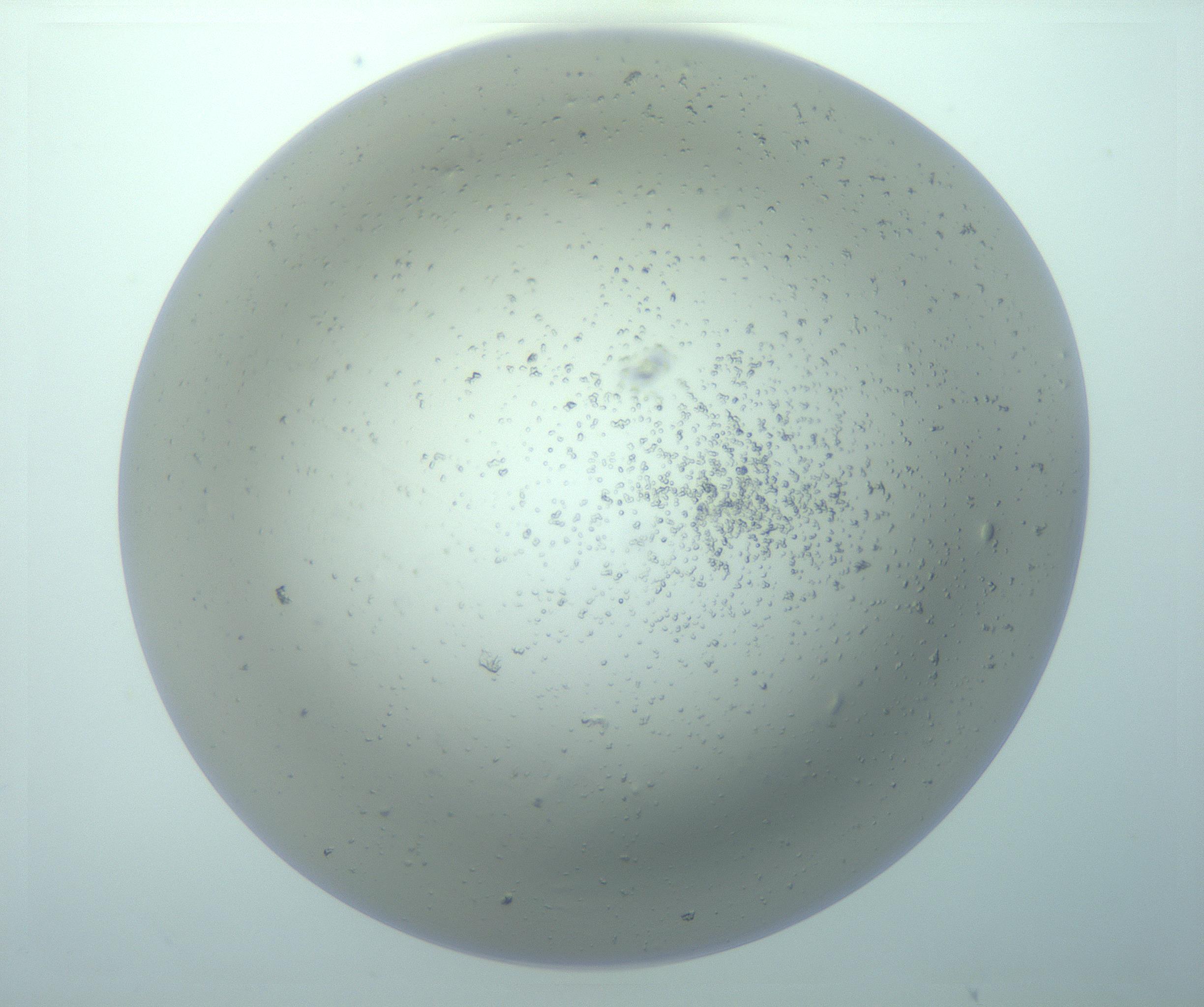 RI01_03_000_0212_Proj1_Clon1_MC_0000MC103266_005_170216_01_07_01_00_99_002_001_RAI.jpg
