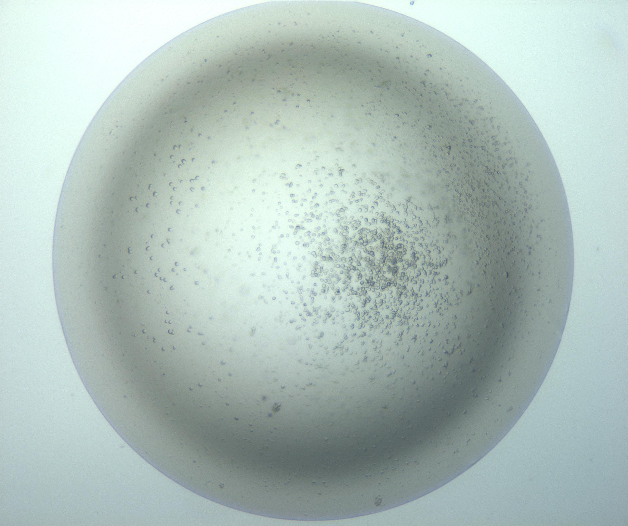RI01_03_000_0212_Proj1_Clon1_MC_0000MC103266_005_170216_04_07_01_00_99_002_001_RAI.jpg