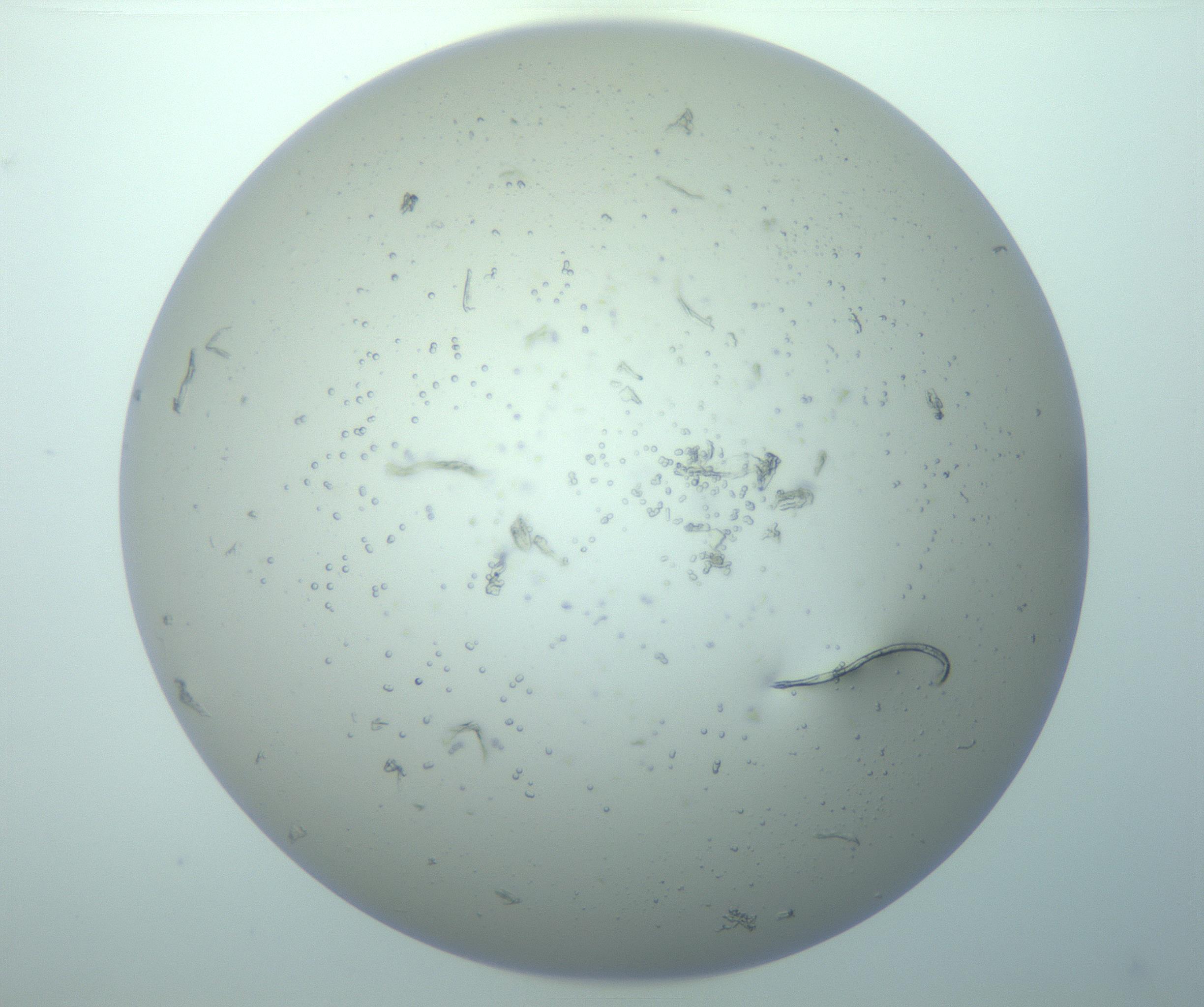 RI01_03_000_0212_Proj1_Clon1_MC_0000MC103266_005_170216_04_07_02_00_99_002_001_RAI.jpg