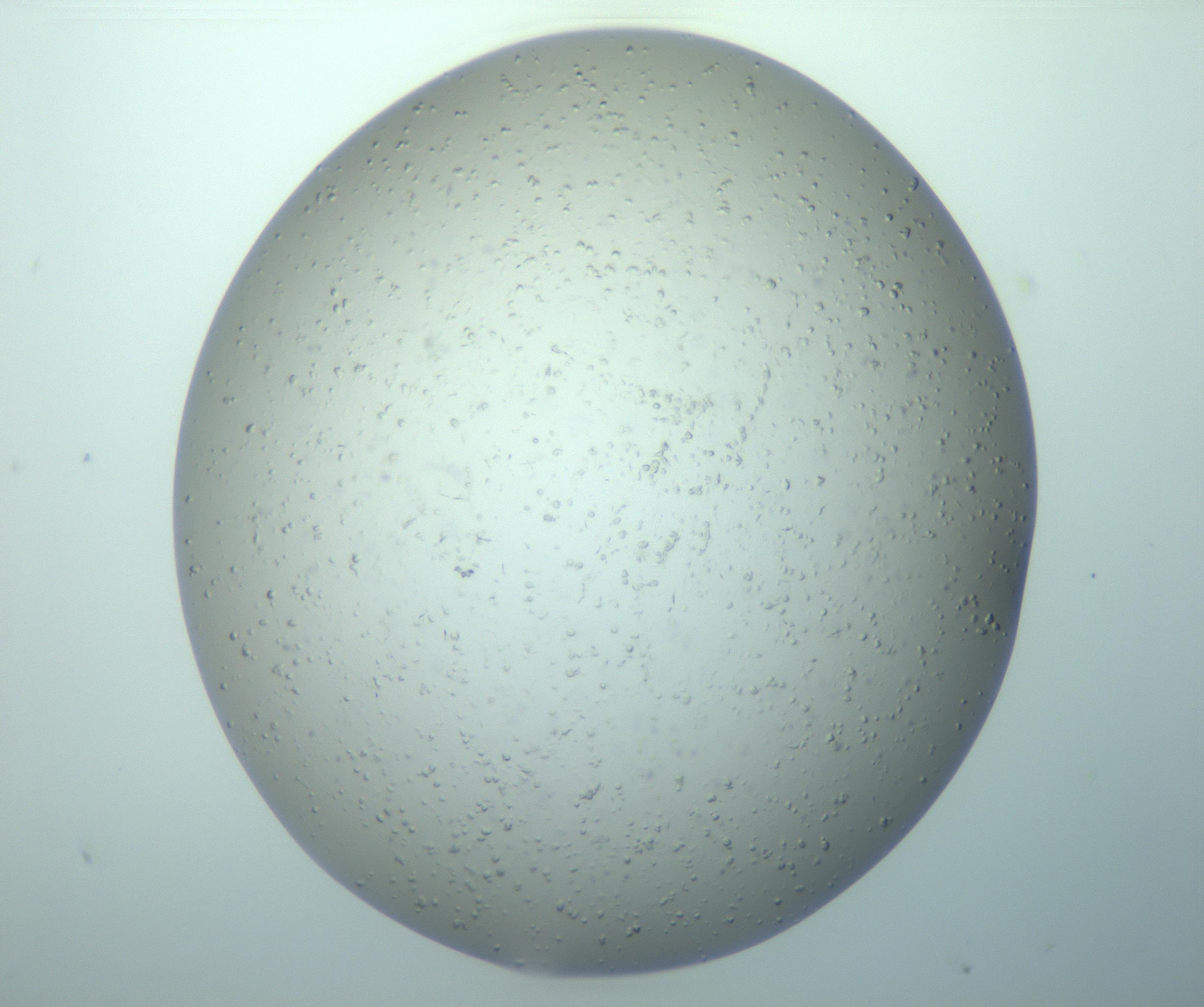 RI01_03_000_0212_Proj1_Clon1_MC_0000MC103266_005_170216_10_04_02_00_99_002_001_RAI.jpg