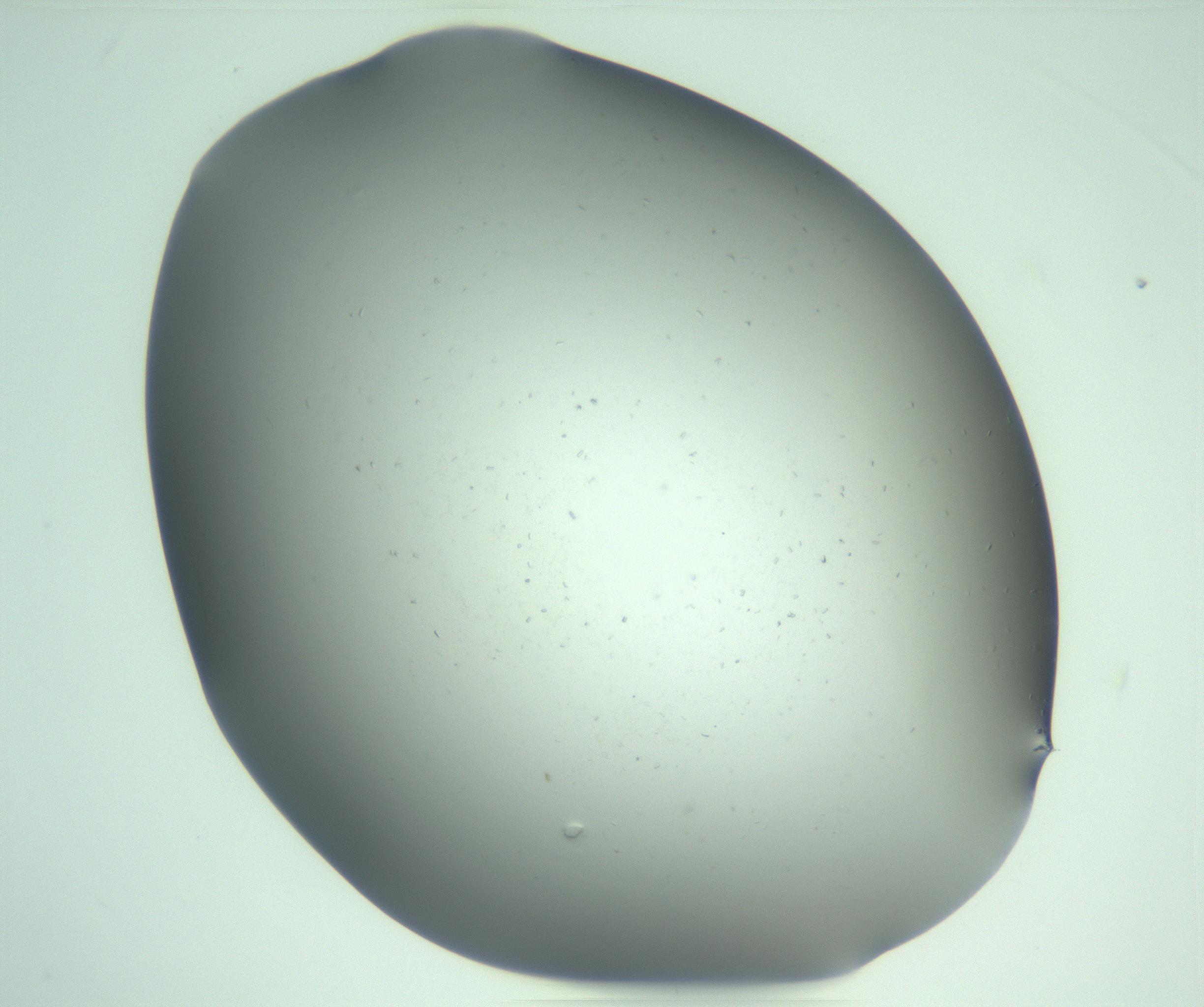 RI01_03_000_0212_Proj1_Clon1_MC_0000MC103268_002_170210_01_01_02_00_99_002_001_RAI.jpg