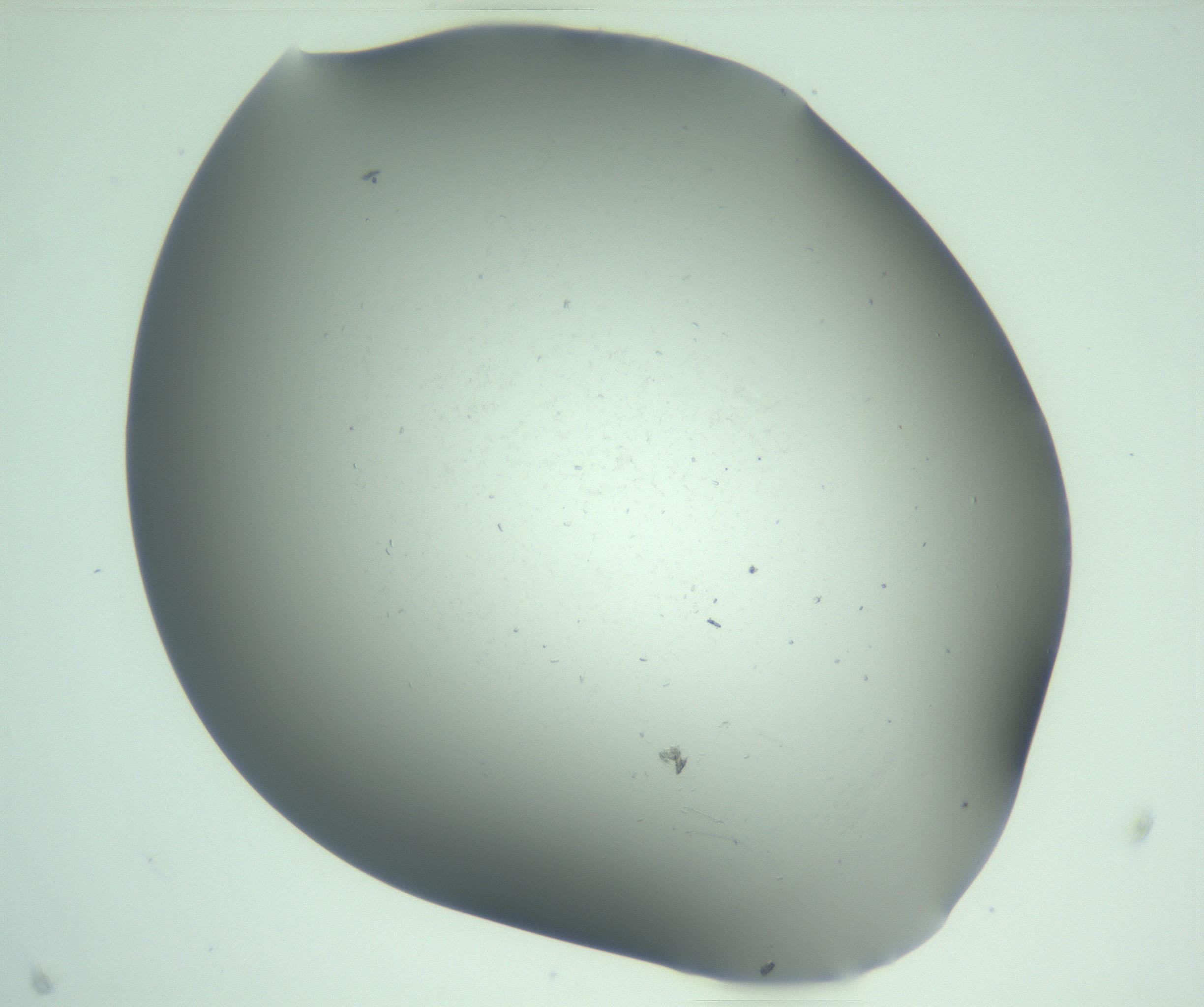 RI01_03_000_0212_Proj1_Clon1_MC_0000MC103268_002_170210_01_02_02_00_99_002_001_RAI.jpg