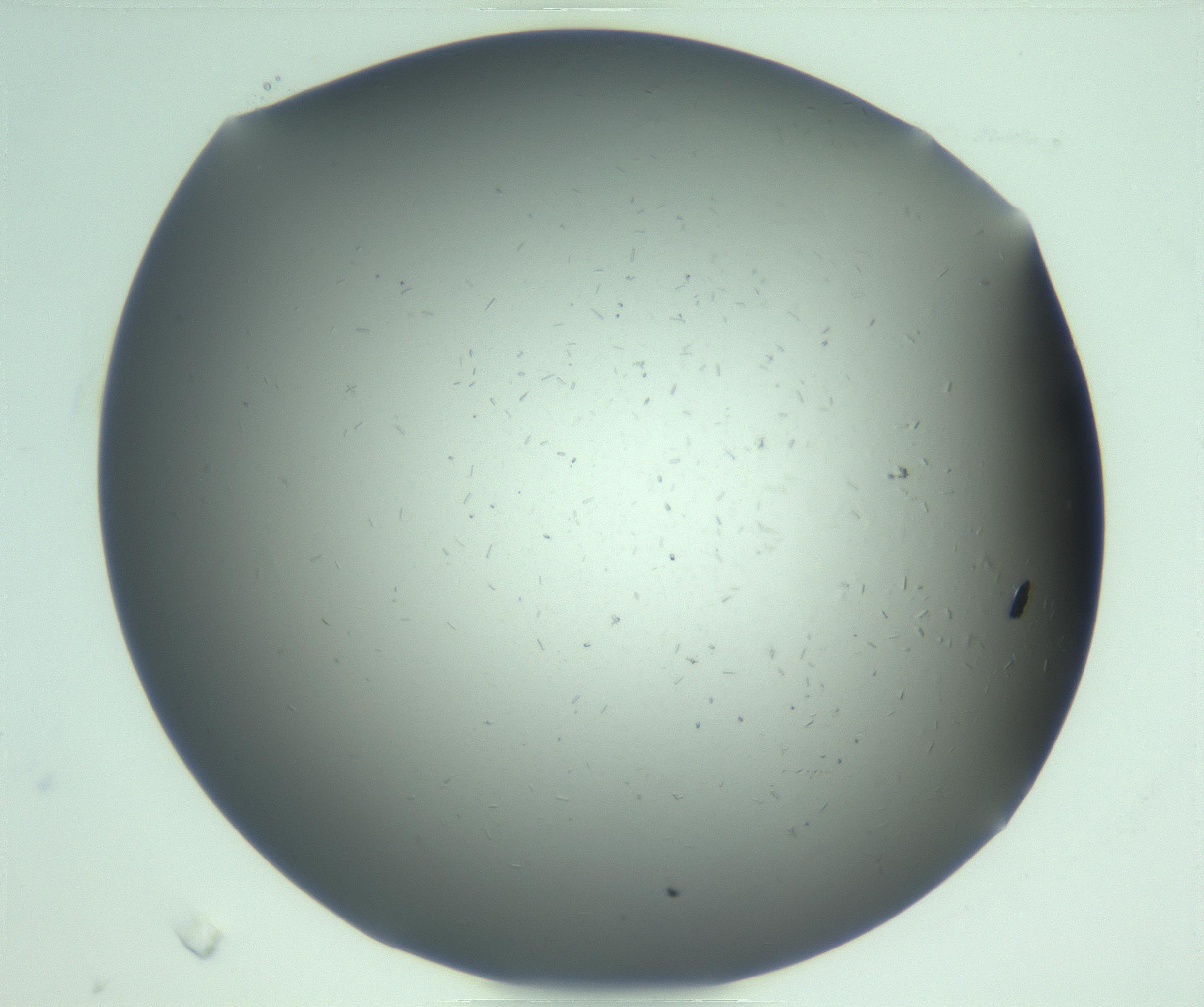 RI01_03_000_0212_Proj1_Clon1_MC_0000MC103268_002_170210_01_08_02_00_99_002_001_RAI.jpg