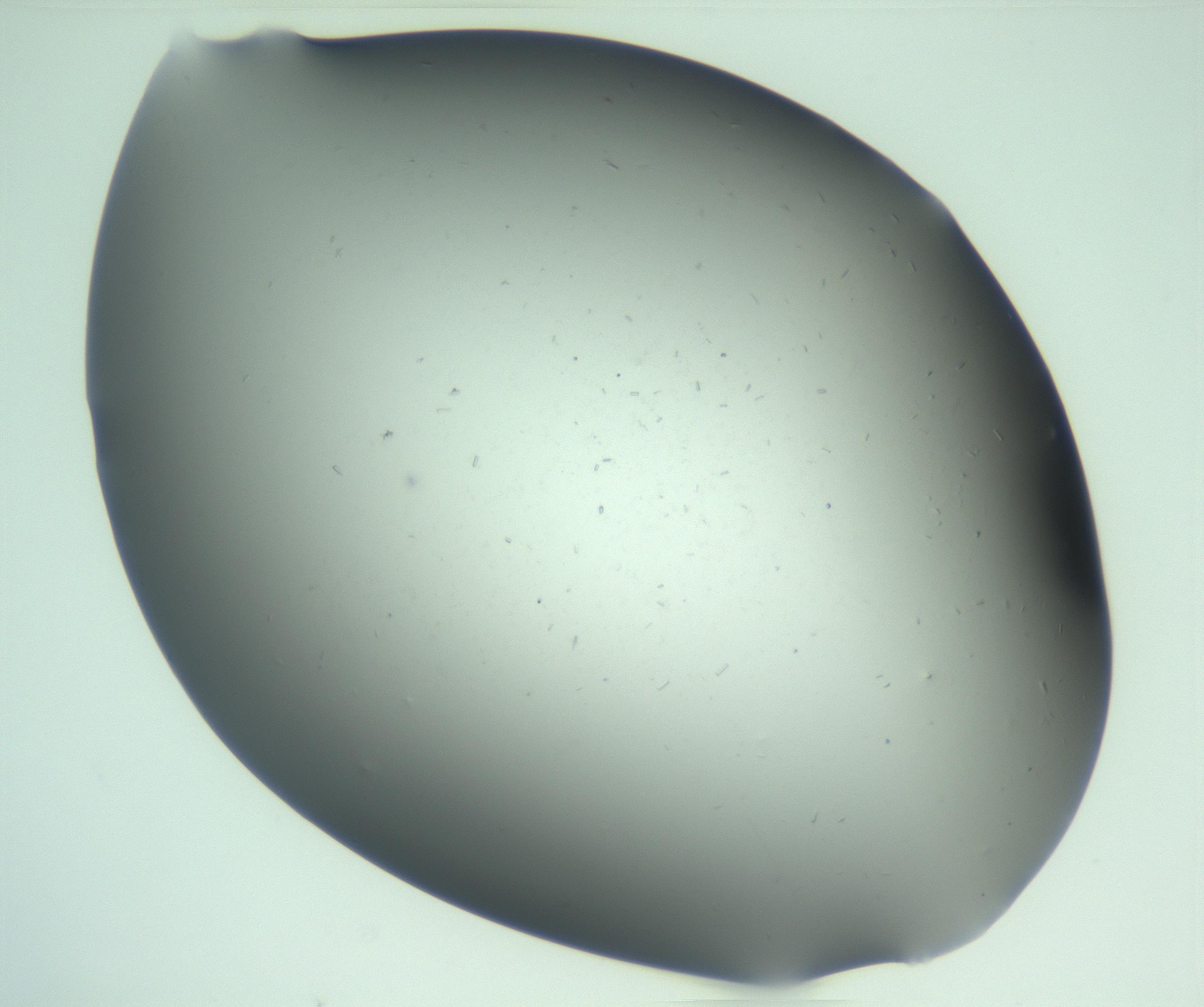 RI01_03_000_0212_Proj1_Clon1_MC_0000MC103268_002_170210_02_02_02_00_99_002_001_RAI.jpg