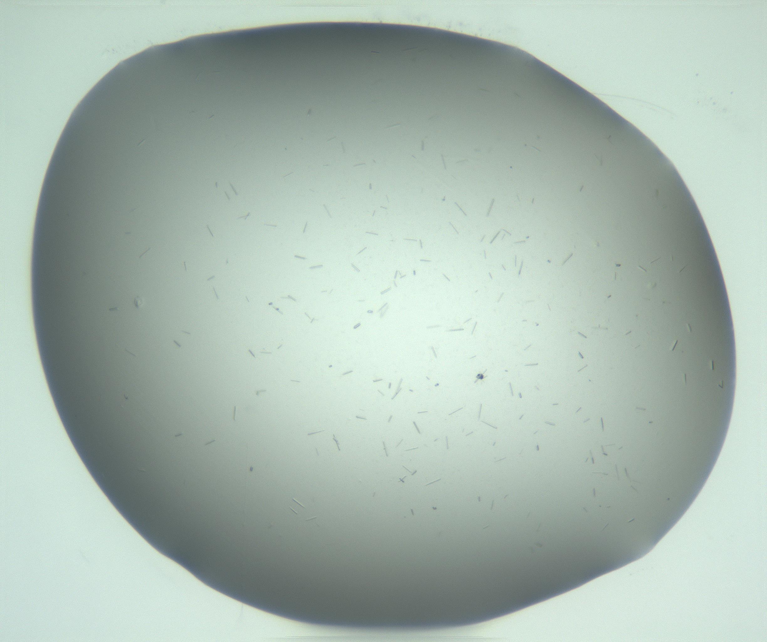RI01_03_000_0212_Proj1_Clon1_MC_0000MC103268_002_170210_02_05_02_00_99_002_001_RAI.jpg