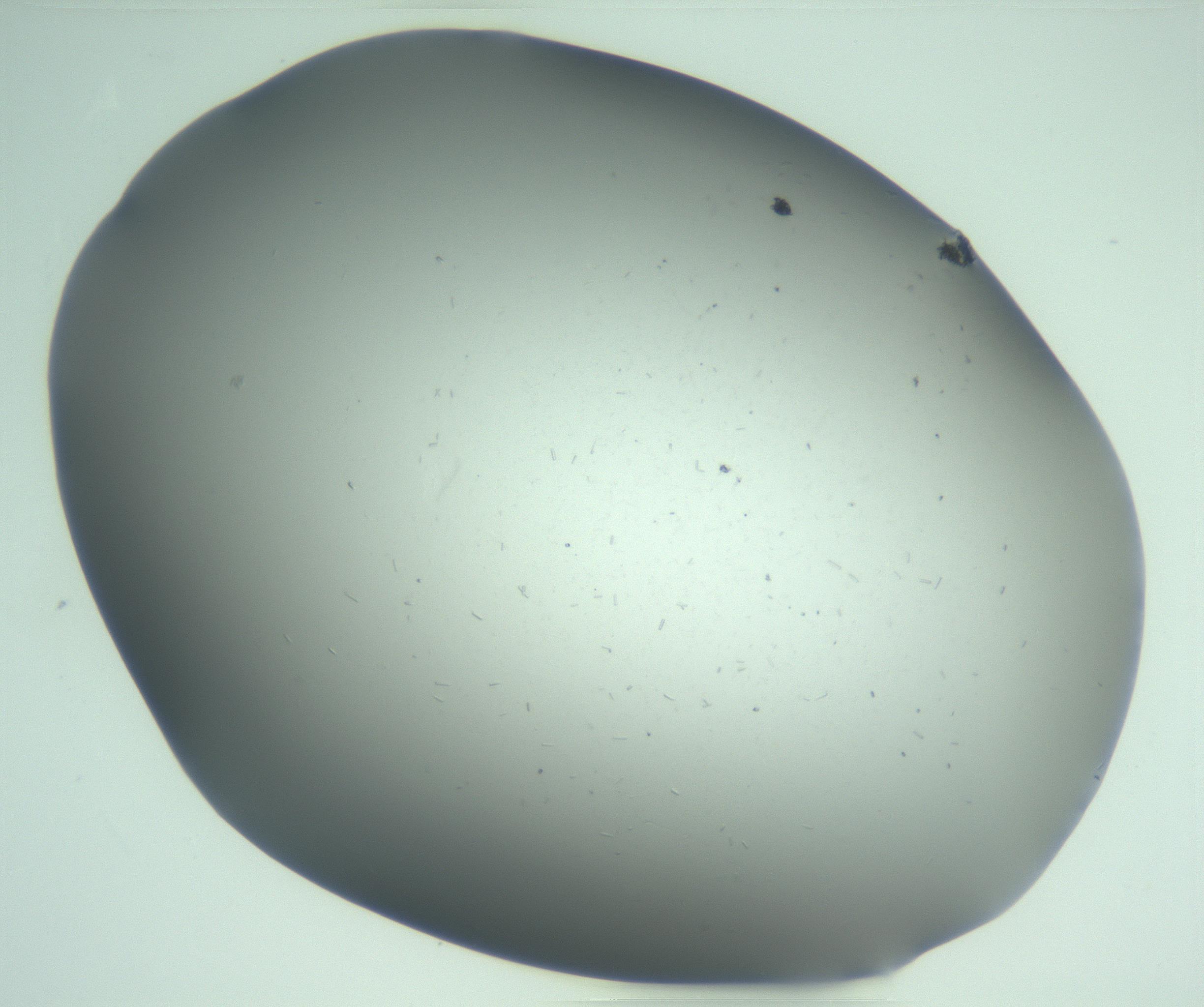 RI01_03_000_0212_Proj1_Clon1_MC_0000MC103268_002_170210_02_06_02_00_99_002_001_RAI.jpg