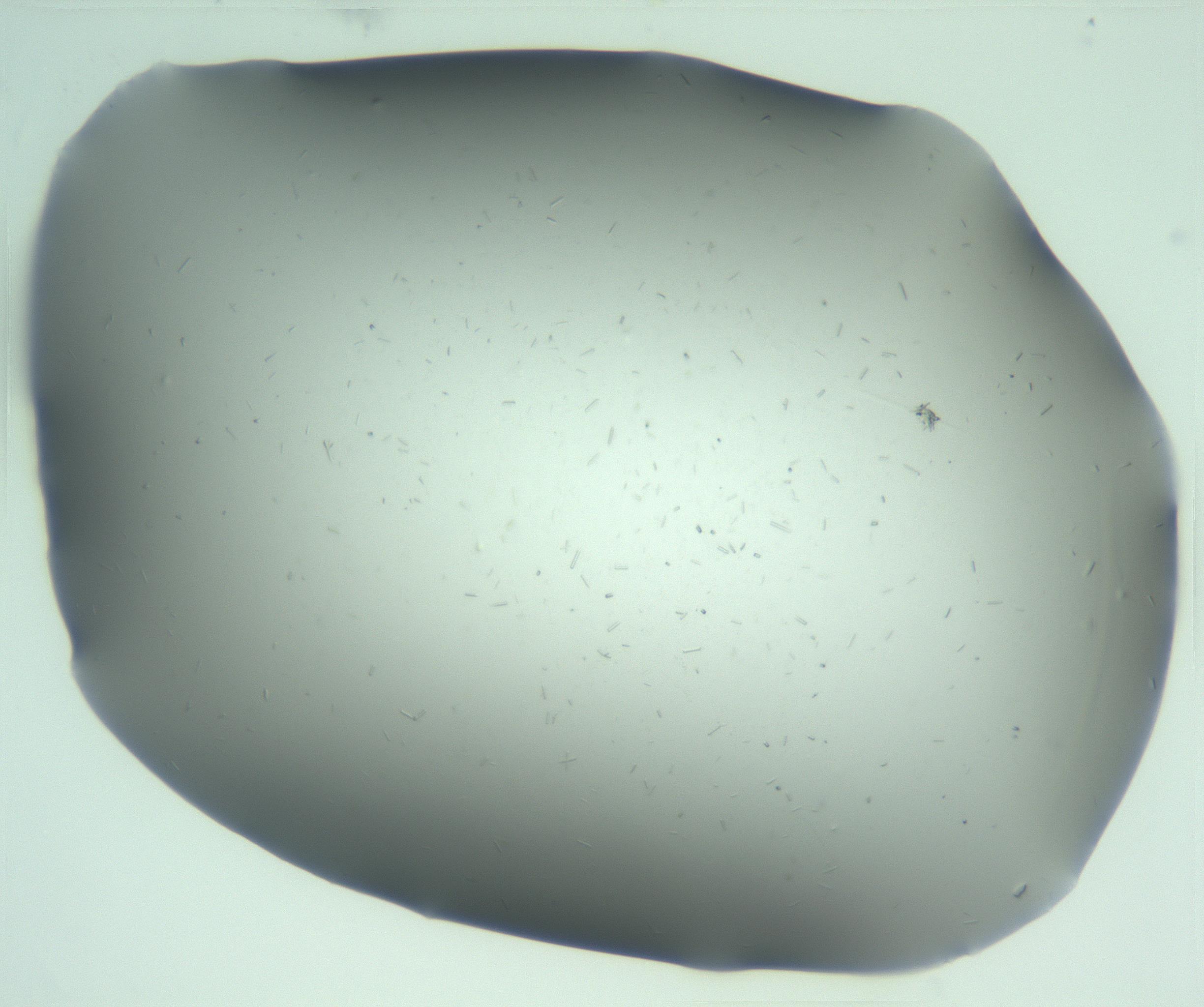 RI01_03_000_0212_Proj1_Clon1_MC_0000MC103268_002_170210_03_02_02_00_99_002_001_RAI.jpg