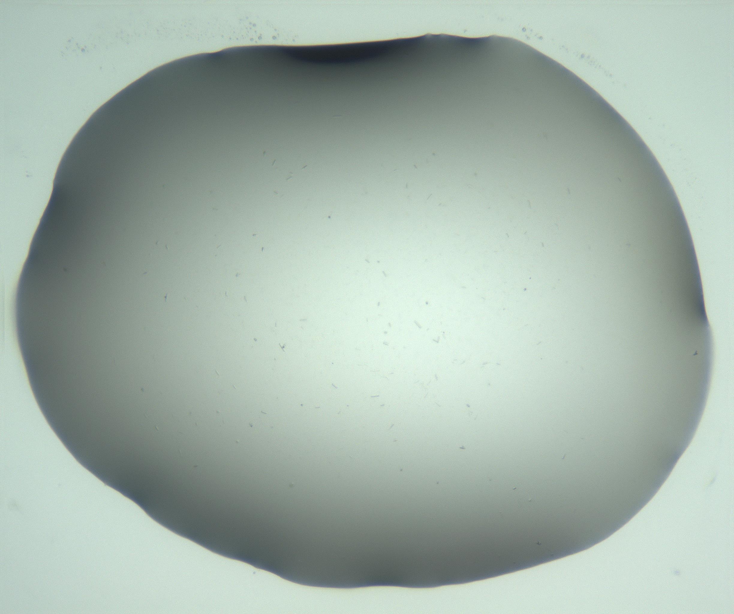 RI01_03_000_0212_Proj1_Clon1_MC_0000MC103268_002_170210_04_01_02_00_99_002_001_RAI.jpg