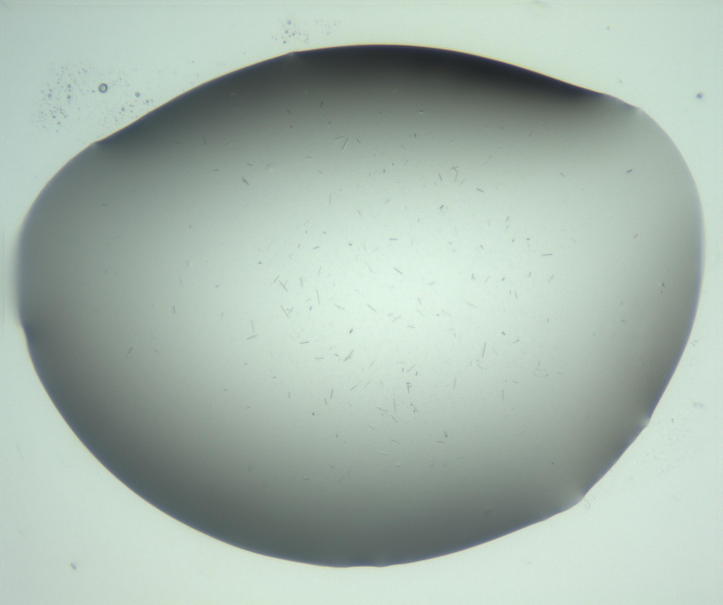 RI01_03_000_0212_Proj1_Clon1_MC_0000MC103268_002_170210_04_08_02_00_99_002_001_RAI.jpg