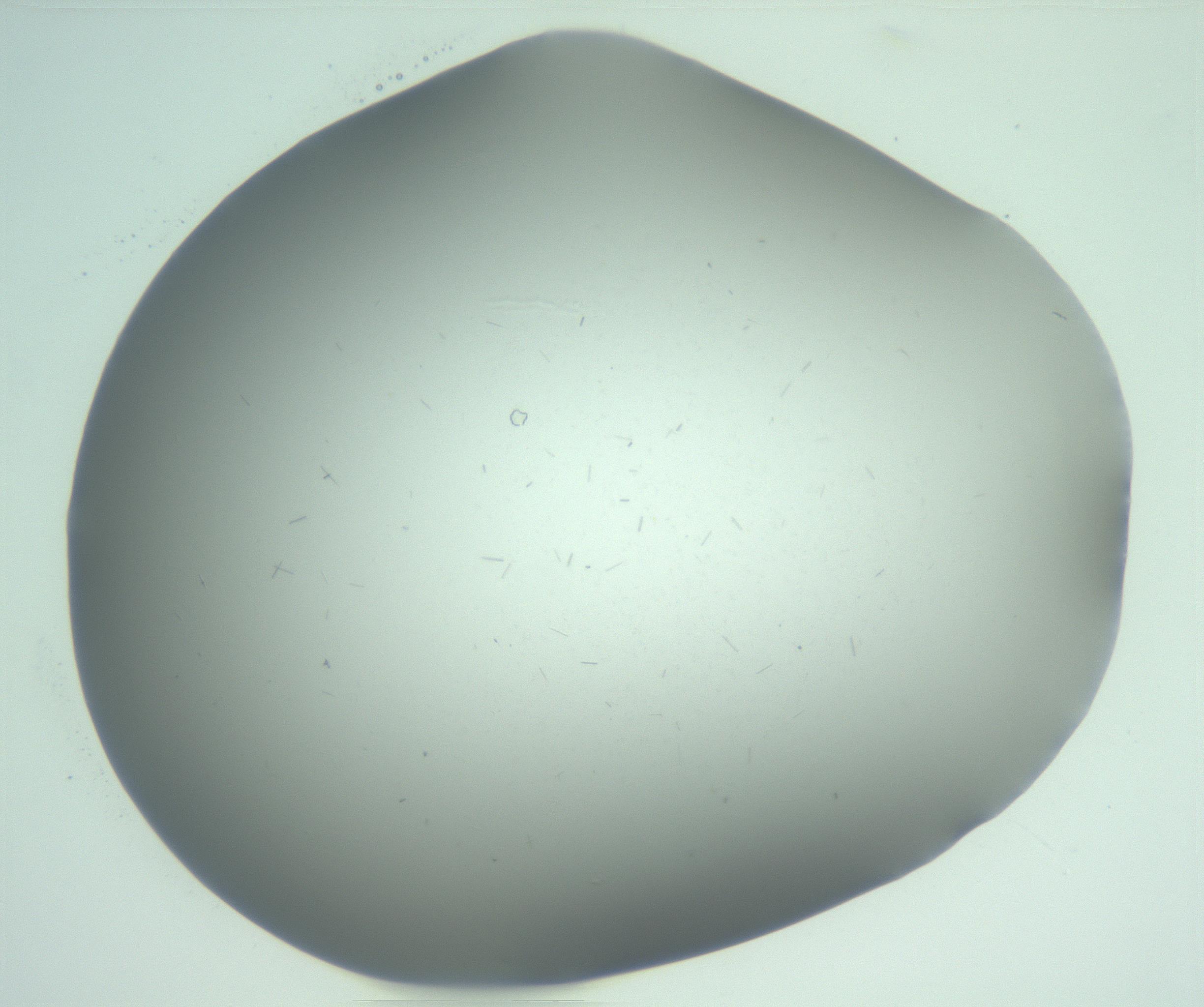 RI01_03_000_0212_Proj1_Clon1_MC_0000MC103268_002_170210_05_08_02_00_99_002_001_RAI.jpg