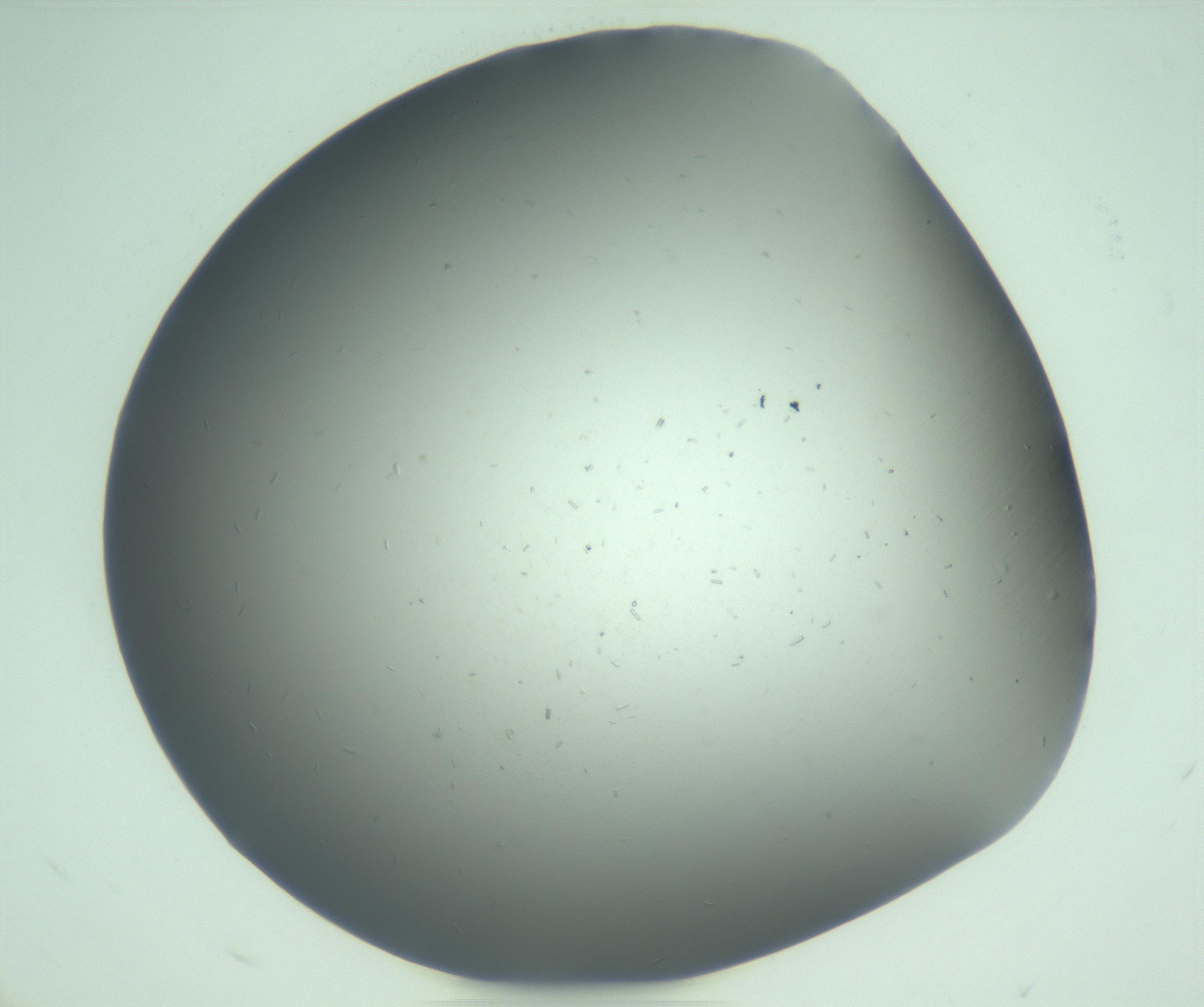RI01_03_000_0212_Proj1_Clon1_MC_0000MC103268_002_170210_06_01_02_00_99_002_001_RAI.jpg