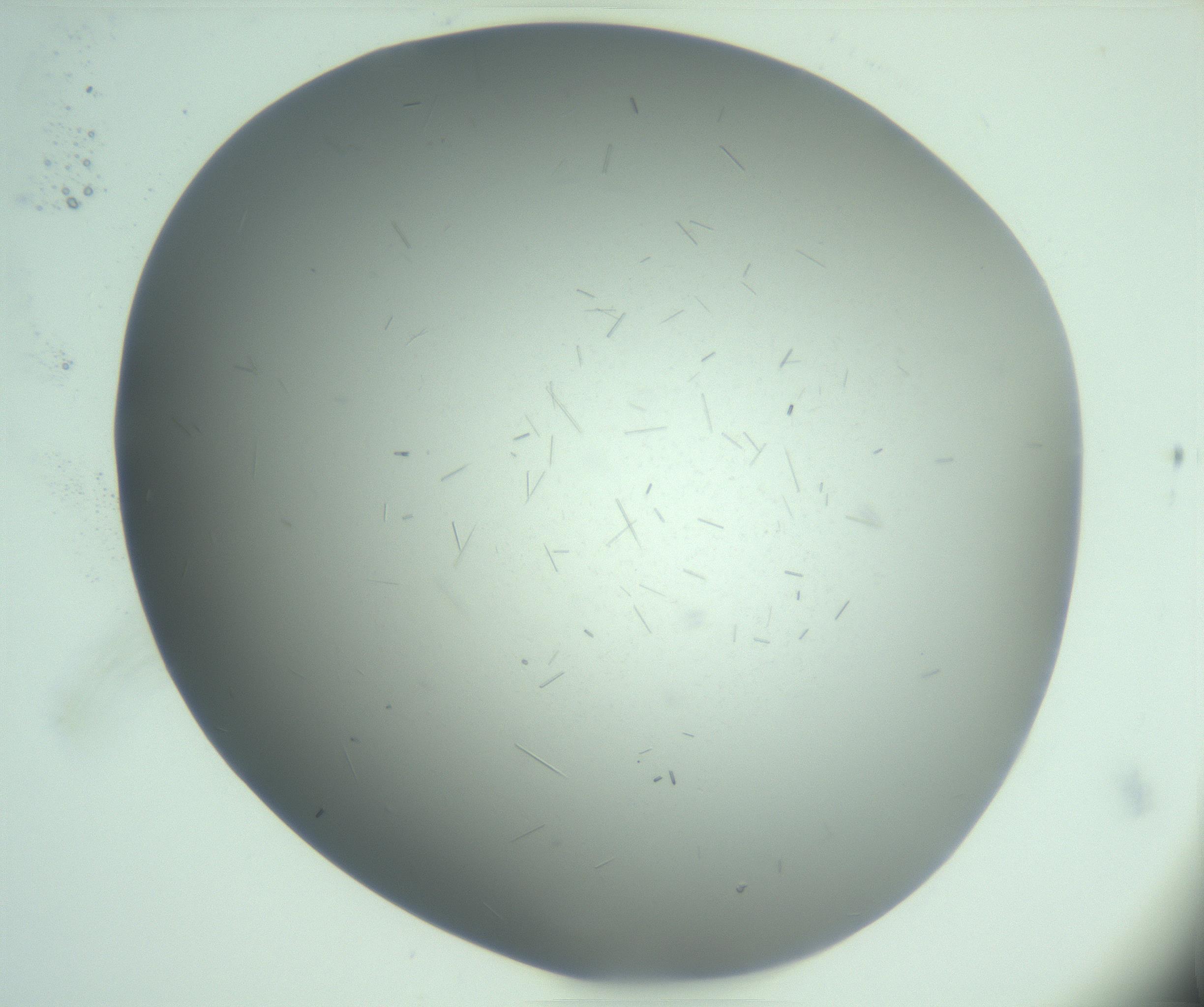 RI01_03_000_0212_Proj1_Clon1_MC_0000MC103268_002_170210_06_03_02_00_99_002_001_RAI.jpg