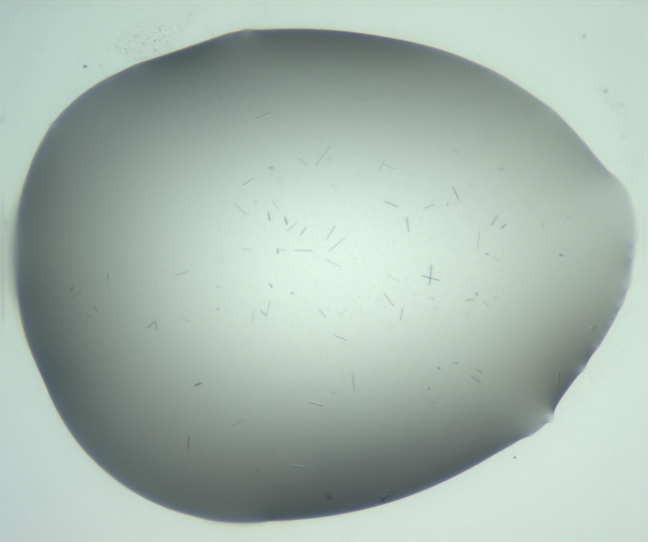 RI01_03_000_0212_Proj1_Clon1_MC_0000MC103268_002_170210_06_08_02_00_99_002_001_RAI.jpg