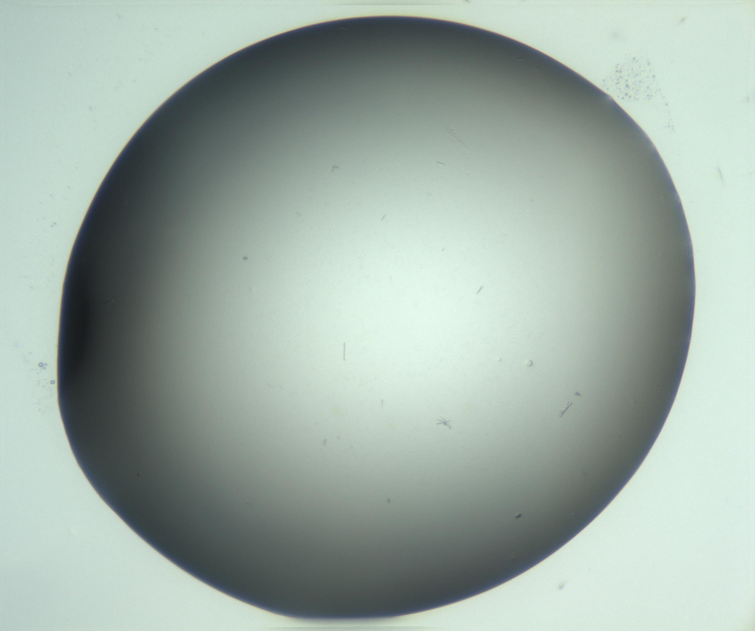RI01_03_000_0212_Proj1_Clon1_MC_0000MC103268_002_170210_07_04_02_00_99_002_001_RAI.jpg