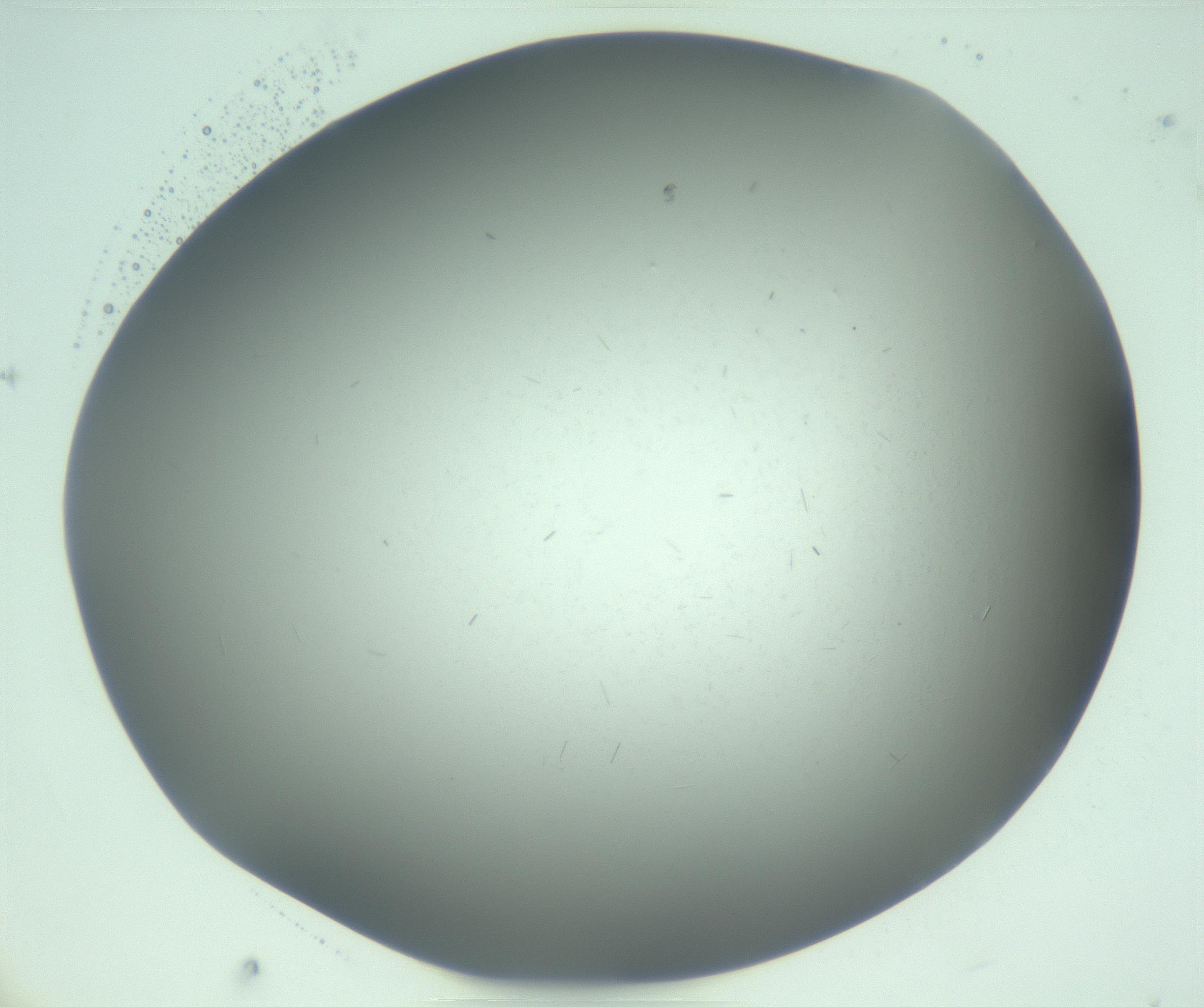 RI01_03_000_0212_Proj1_Clon1_MC_0000MC103268_002_170210_07_05_02_00_99_002_001_RAI.jpg