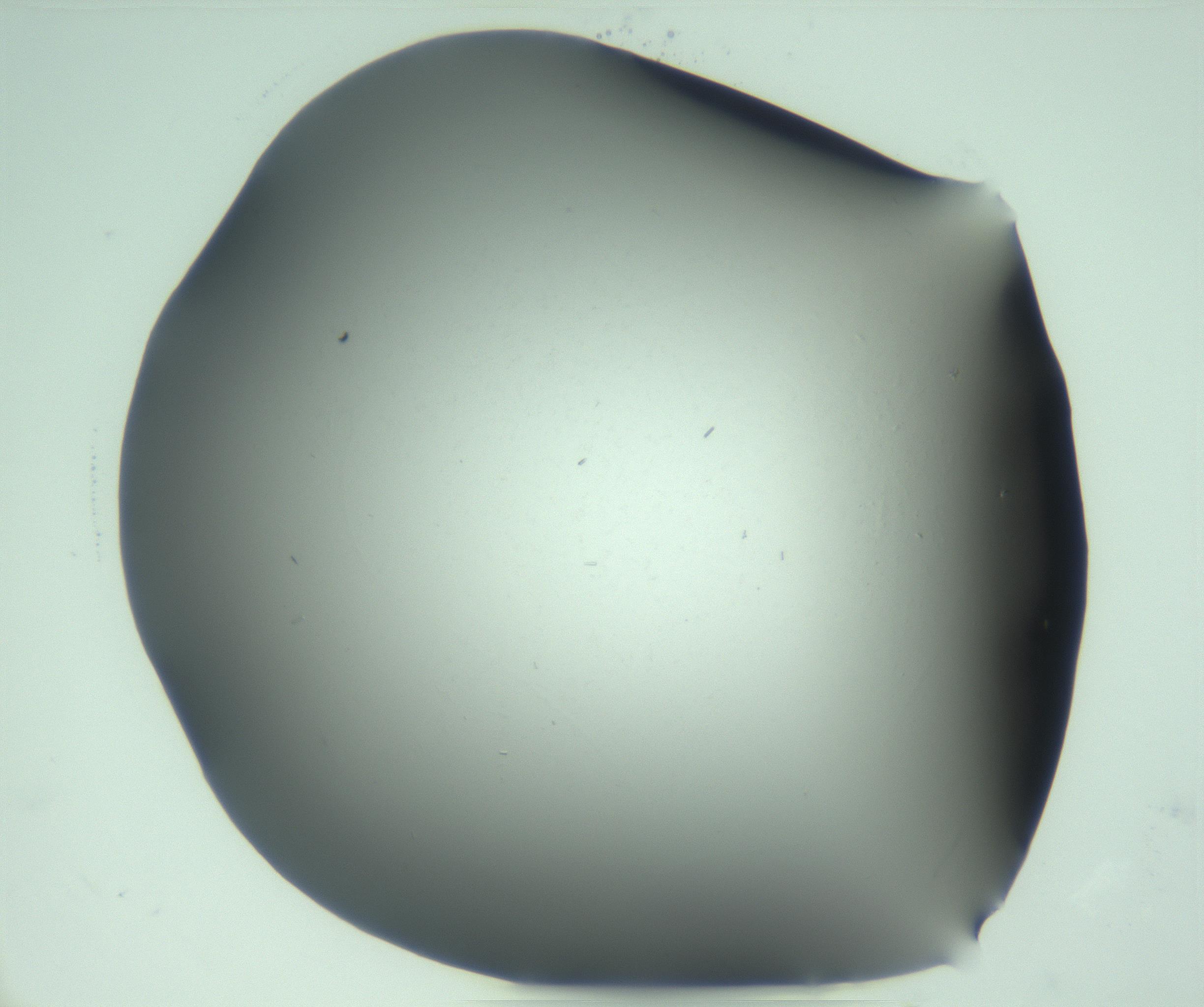 RI01_03_000_0212_Proj1_Clon1_MC_0000MC103268_002_170210_08_02_02_00_99_002_001_RAI.jpg