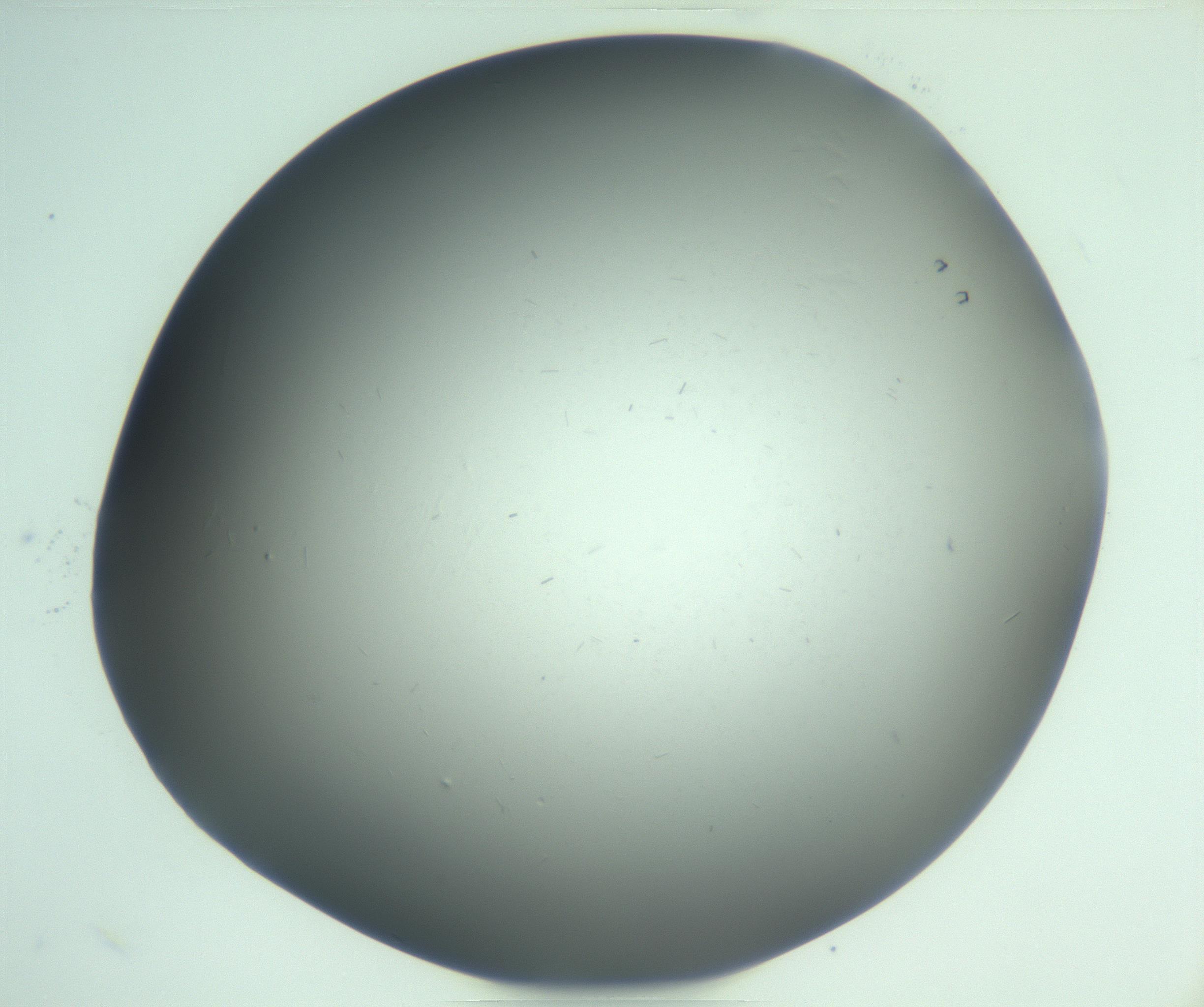 RI01_03_000_0212_Proj1_Clon1_MC_0000MC103268_002_170210_08_04_02_00_99_002_001_RAI.jpg