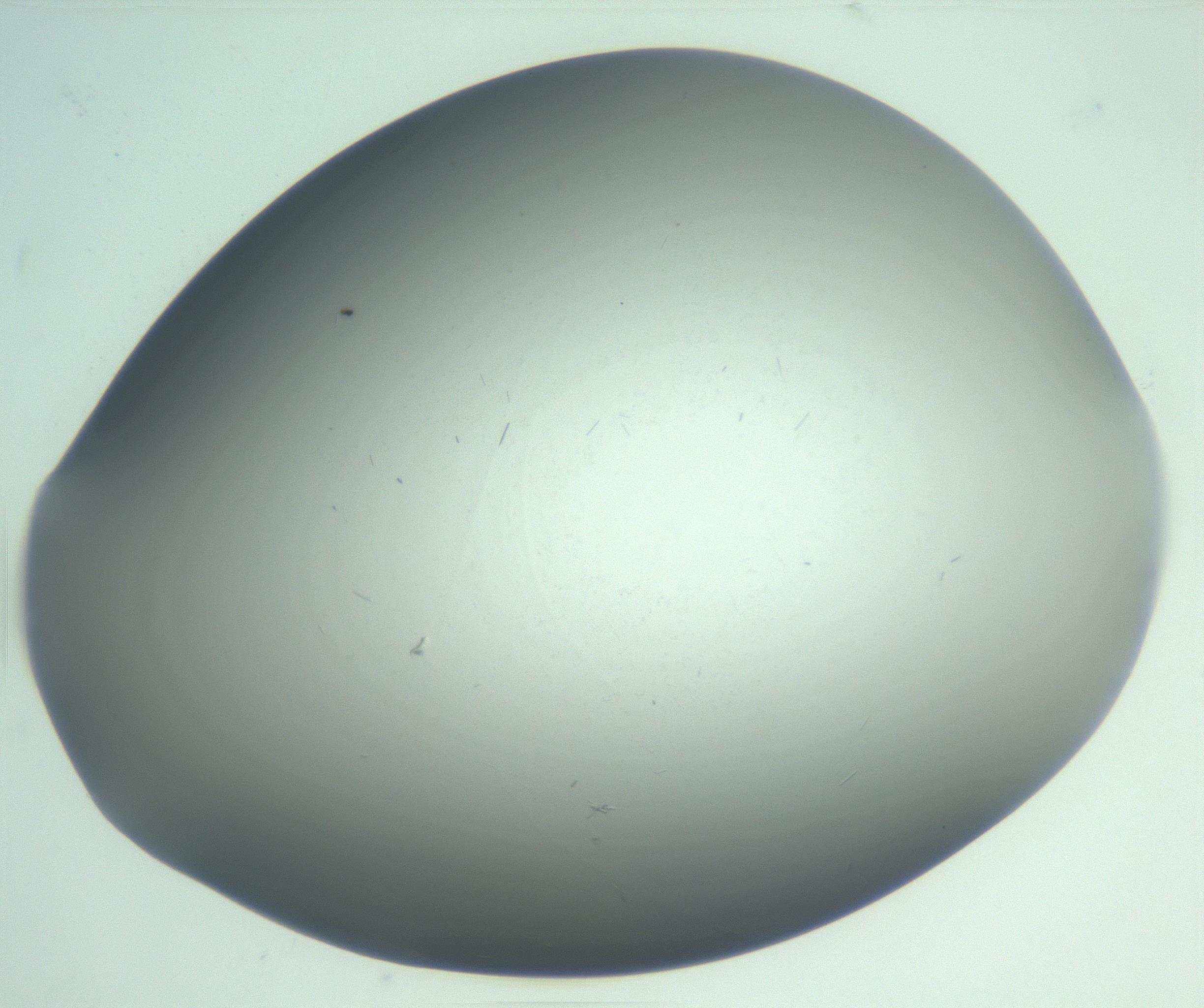 RI01_03_000_0212_Proj1_Clon1_MC_0000MC103268_002_170210_08_07_02_00_99_002_001_RAI.jpg