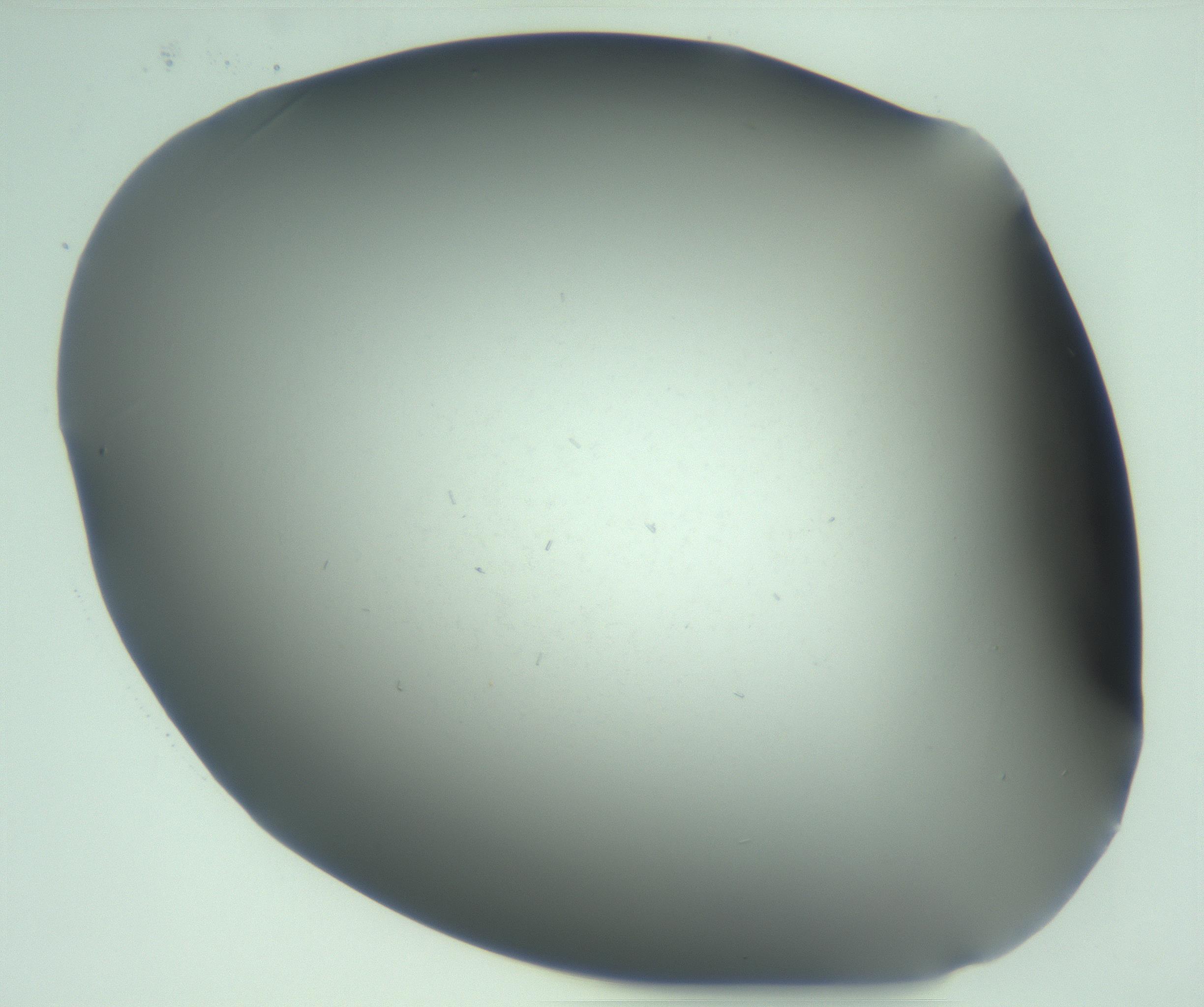 RI01_03_000_0212_Proj1_Clon1_MC_0000MC103268_002_170210_09_02_02_00_99_002_001_RAI.jpg